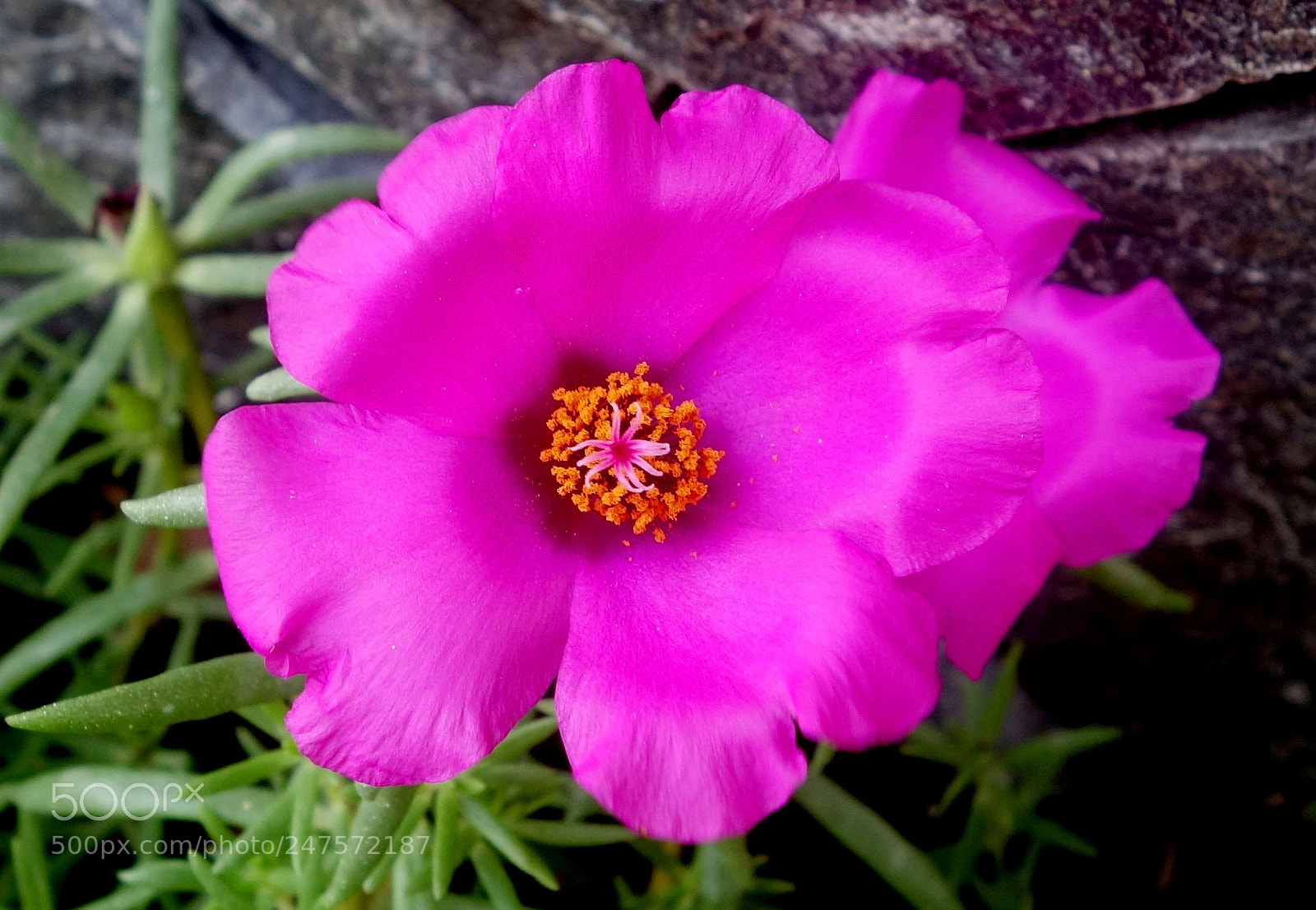 Sony Cyber-shot DSC-RX100 II sample photo. Vn flowers () photography
