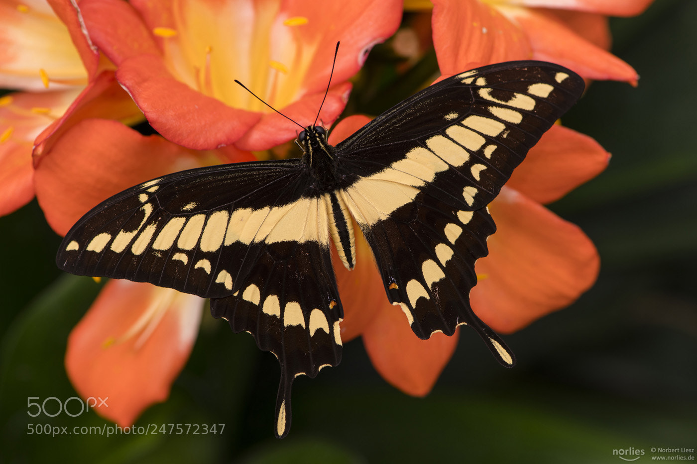 Nikon D850 sample photo. Orange photography