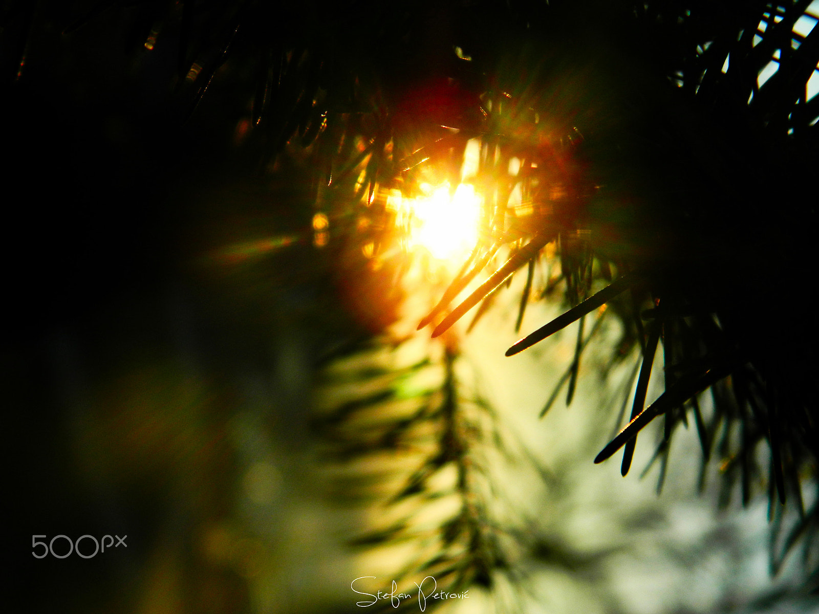 Nikon COOLPIX L310 sample photo. Hello . photography
