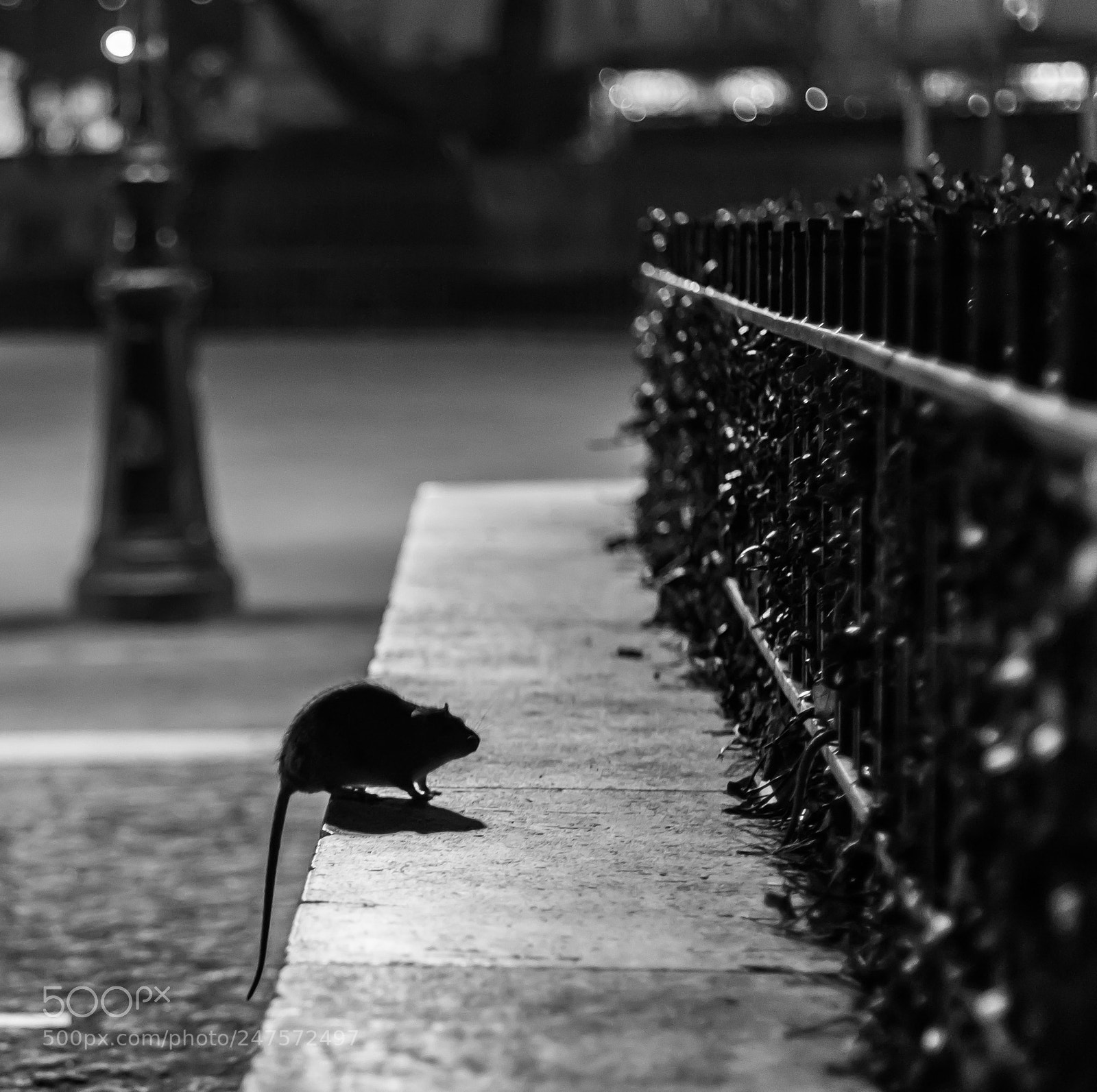 Canon EOS 80D sample photo. Little ratatouille photography
