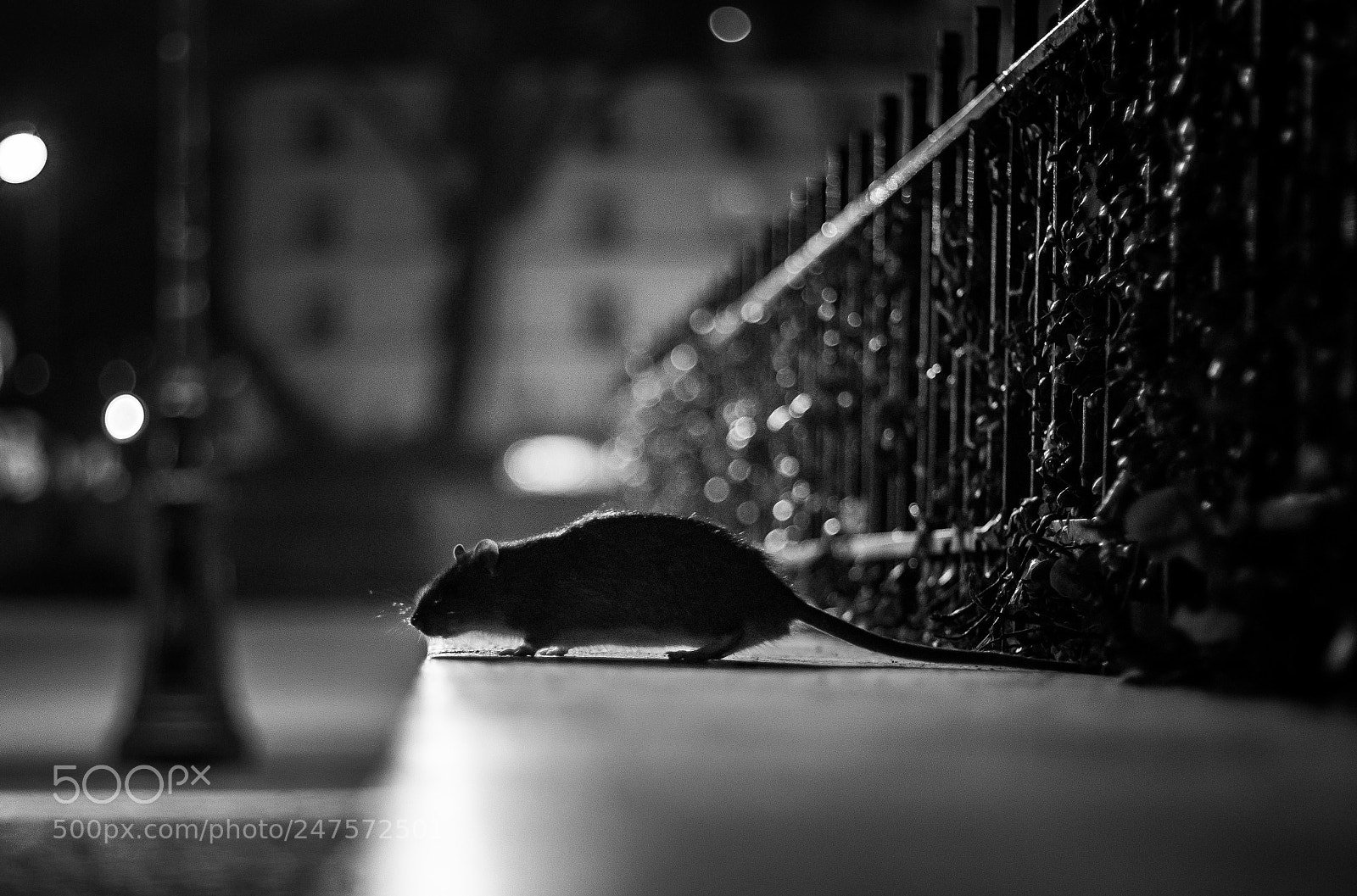 Canon EOS 80D sample photo. Ratatouille's back photography