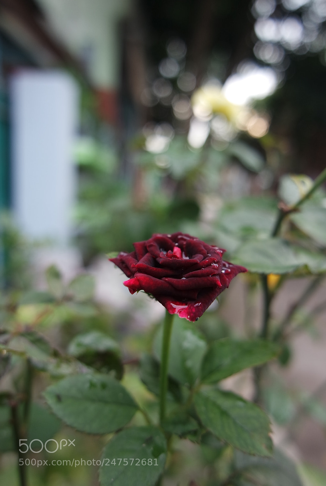 Samsung NX3000 sample photo. Blooming bud photography