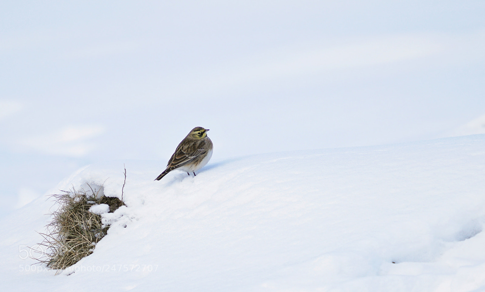 Sony a7R II sample photo. Snowscape photography