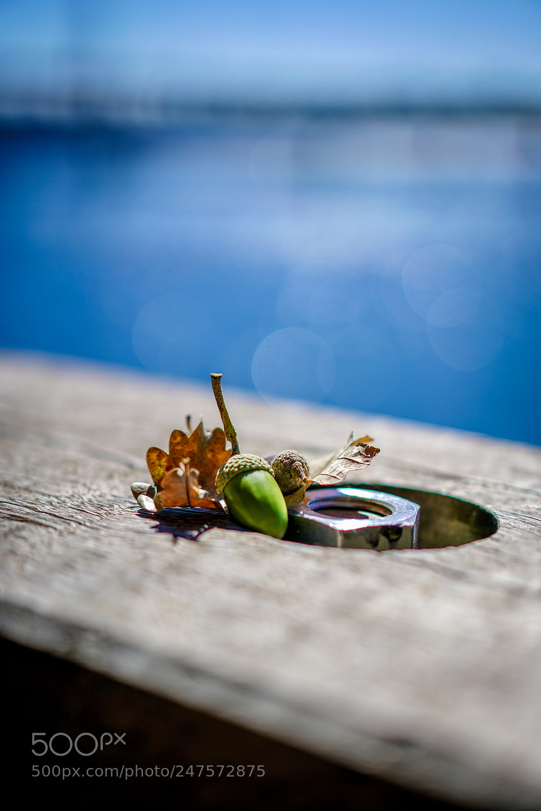 Sony a7R II sample photo. Acorn1 photography