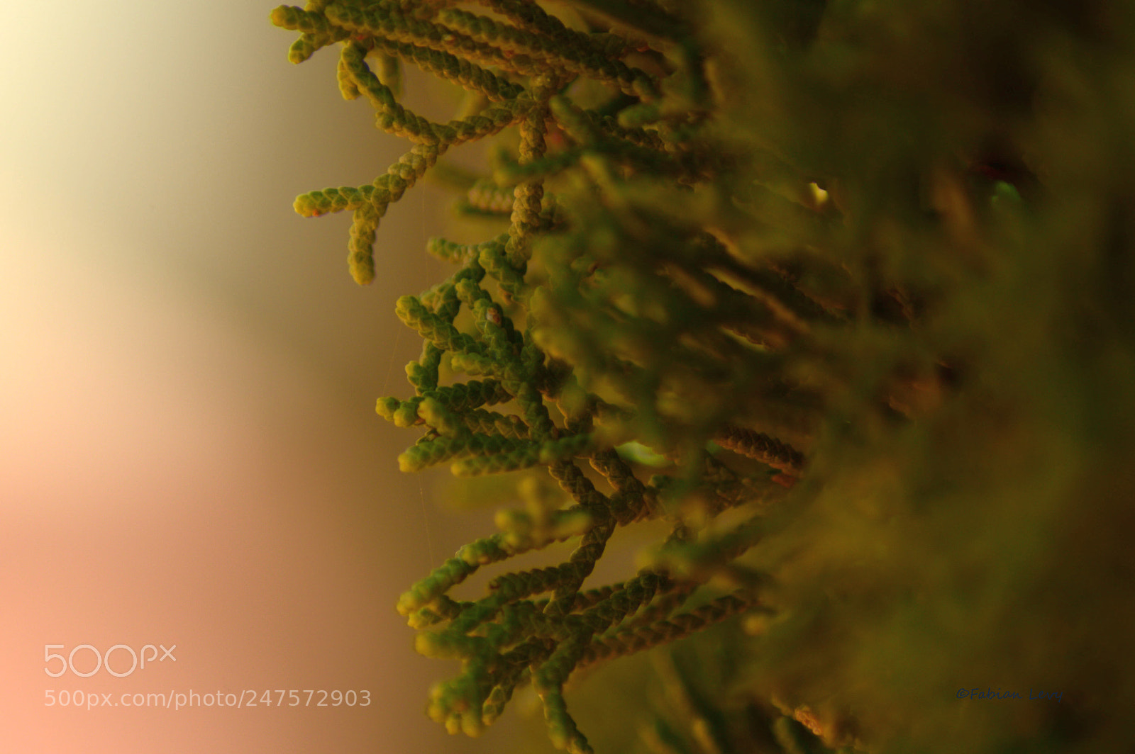Nikon D3200 sample photo. Verdesito photography
