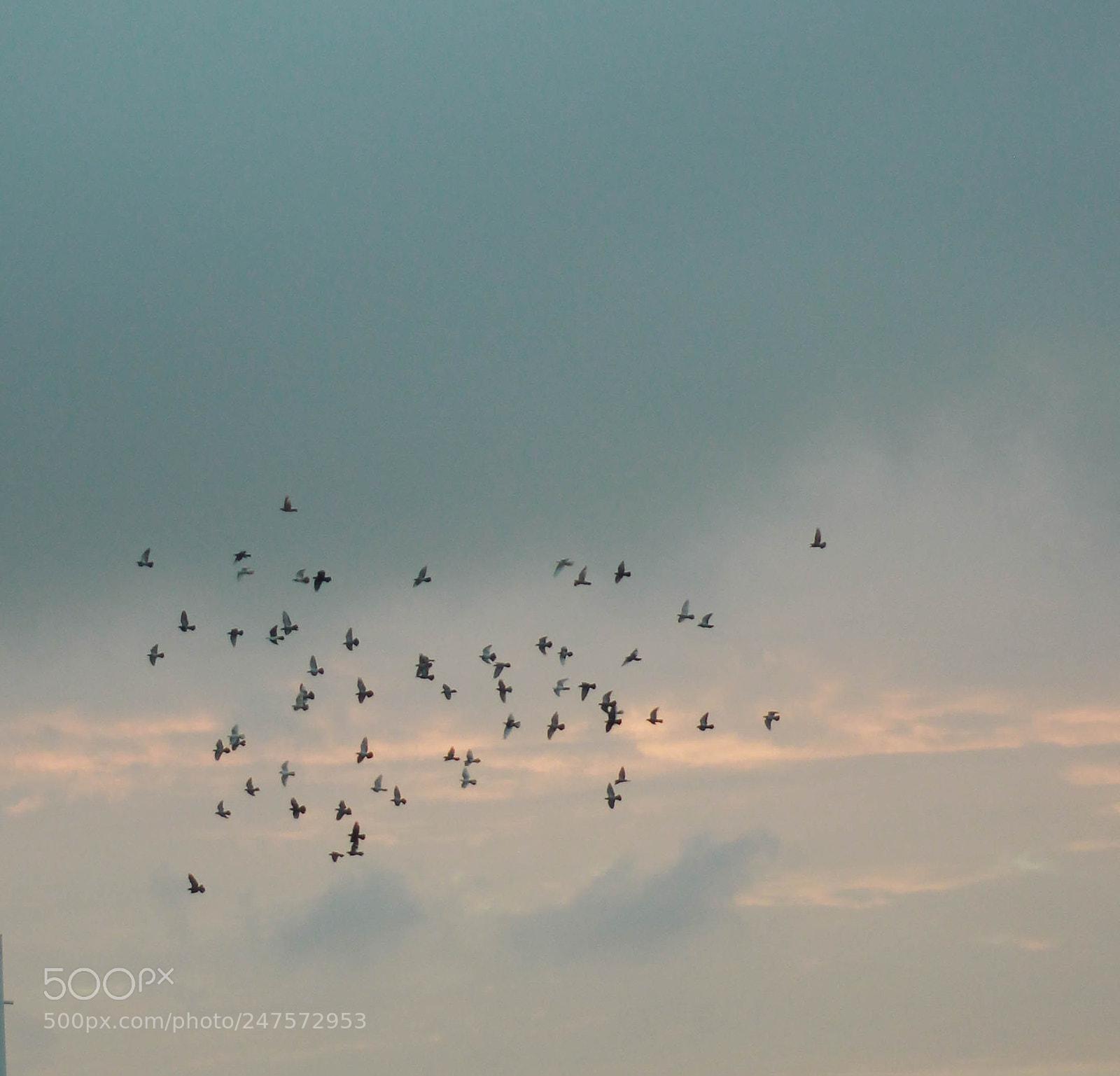 Canon EOS 700D (EOS Rebel T5i / EOS Kiss X7i) sample photo. Flock of birds photography