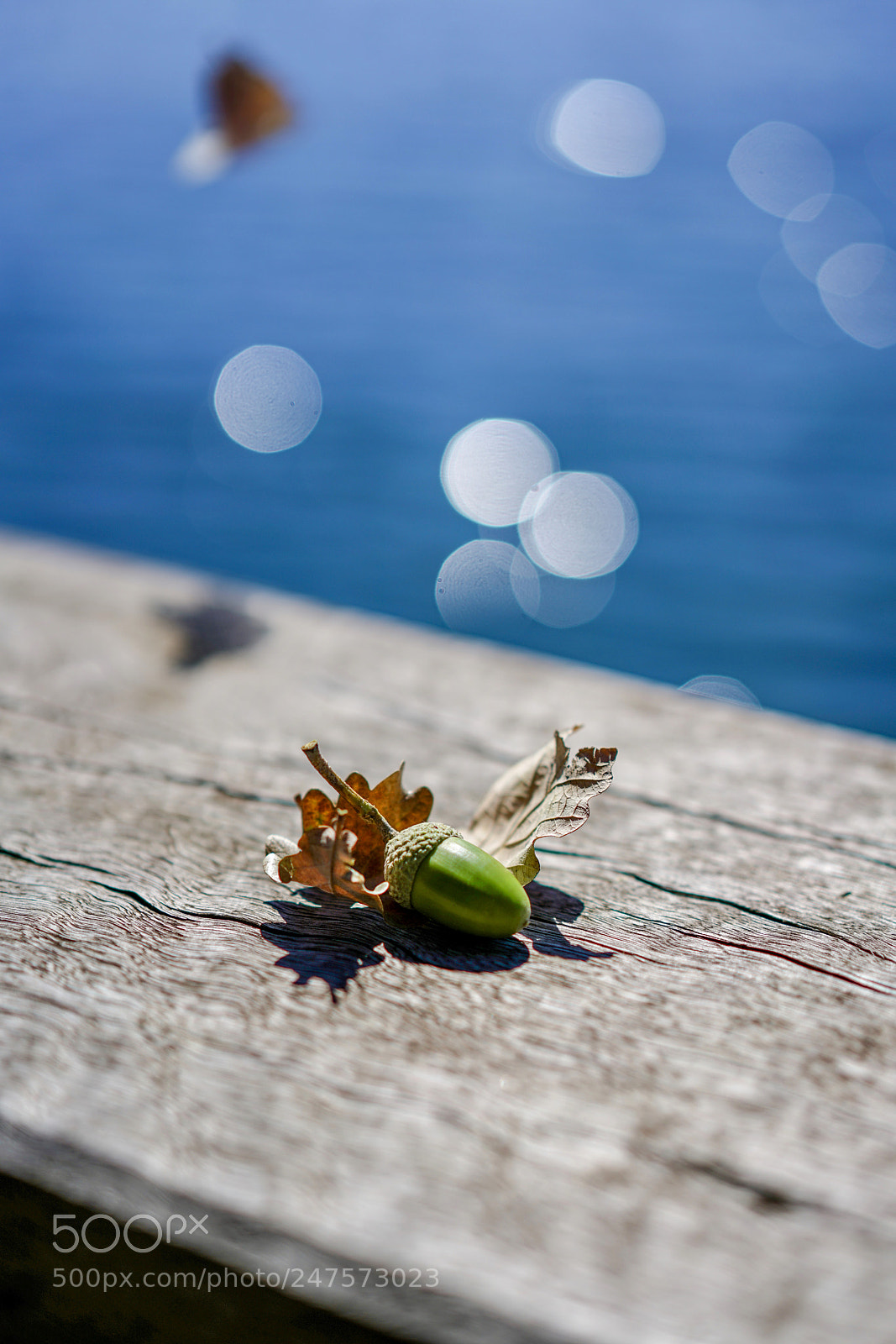 Sony a7R II sample photo. Acorn2 photography