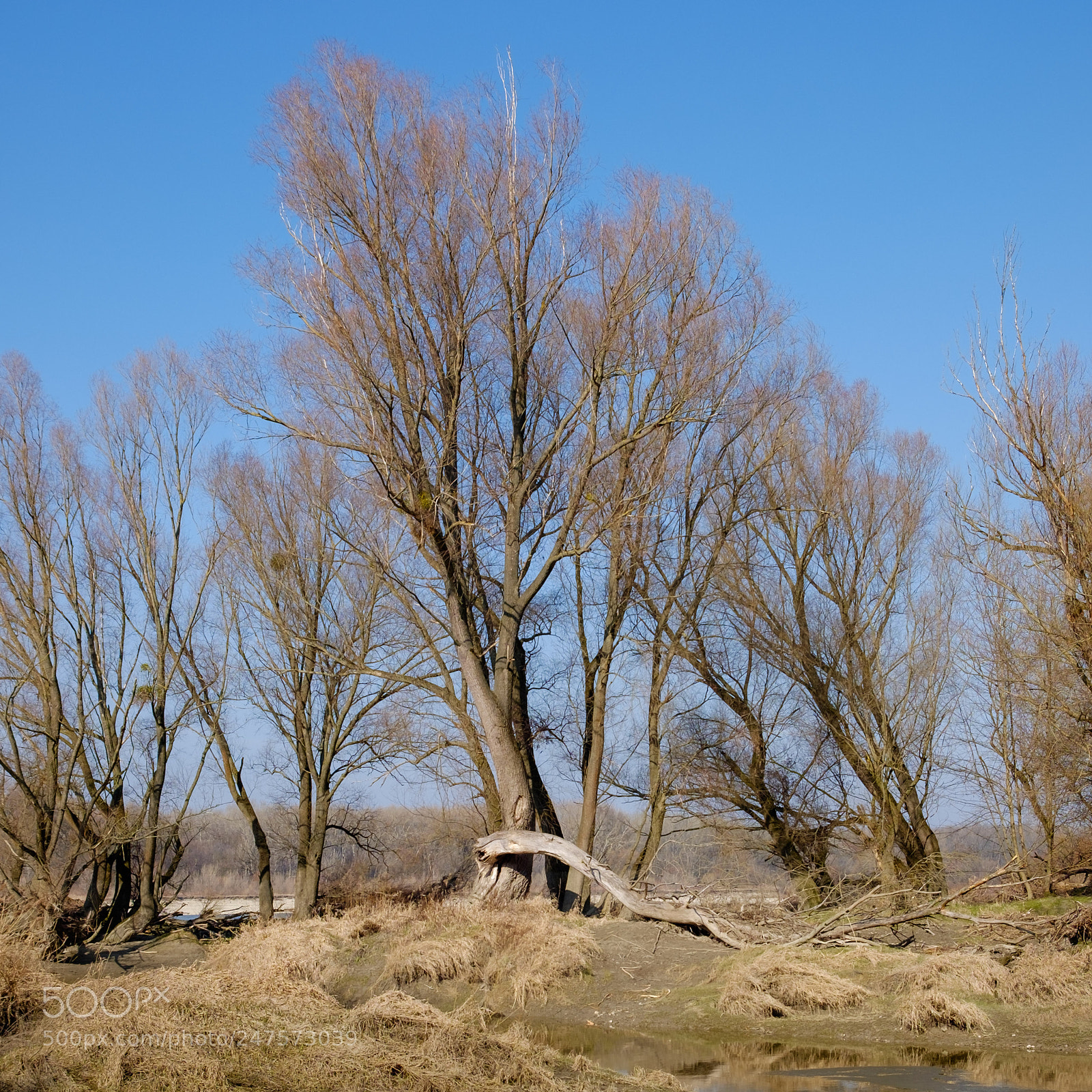 Fujifilm X-T1 sample photo. Trees in winter photography