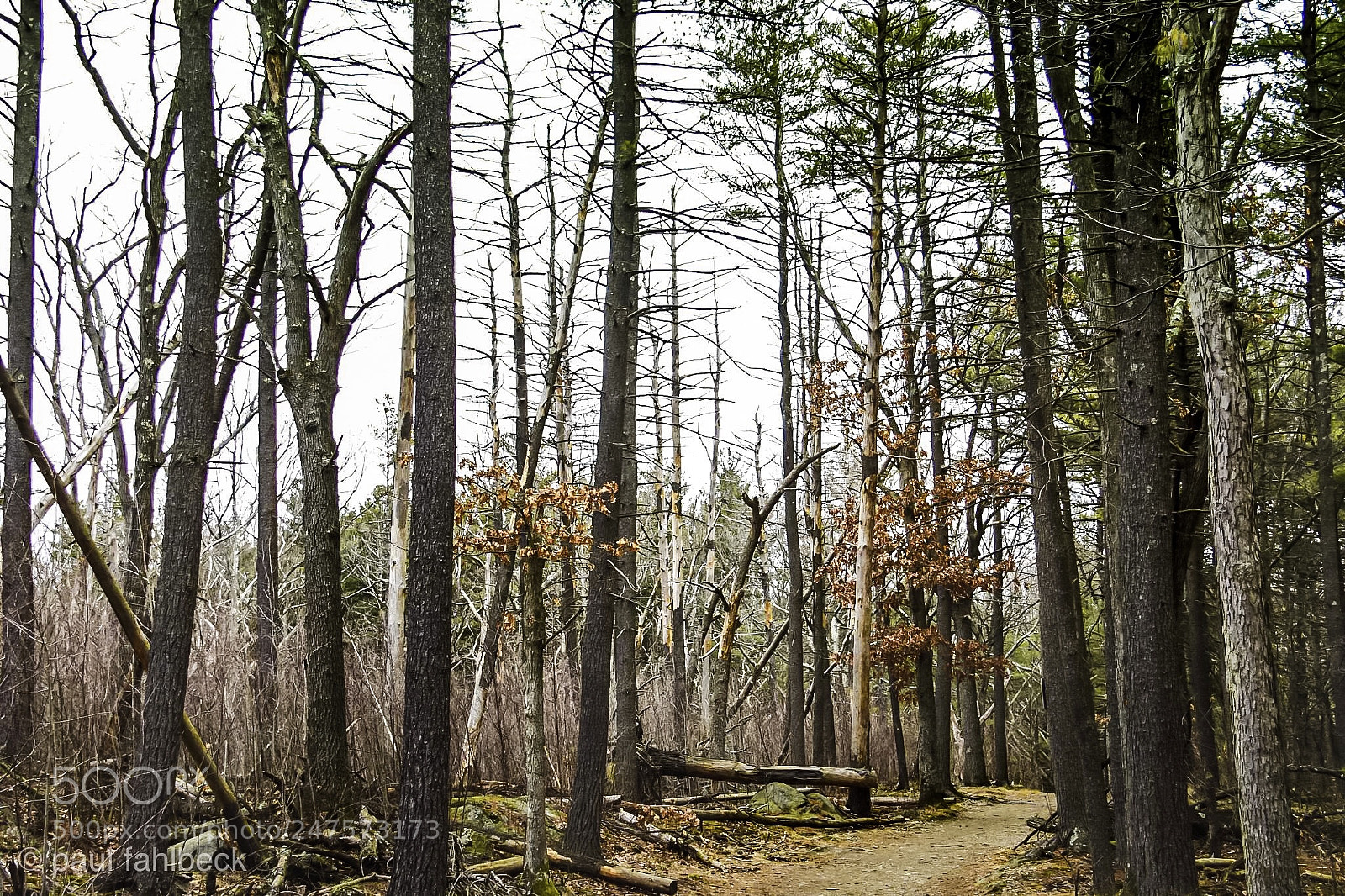 Nikon D7200 sample photo. Trees photography