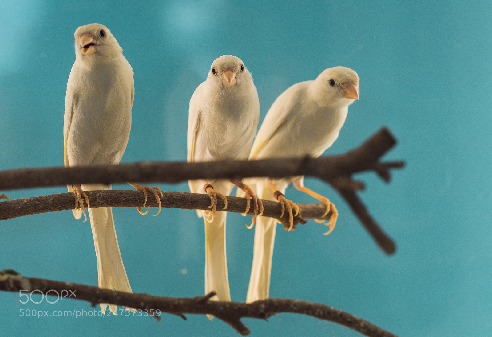 Nikon D810 sample photo. Birds photography