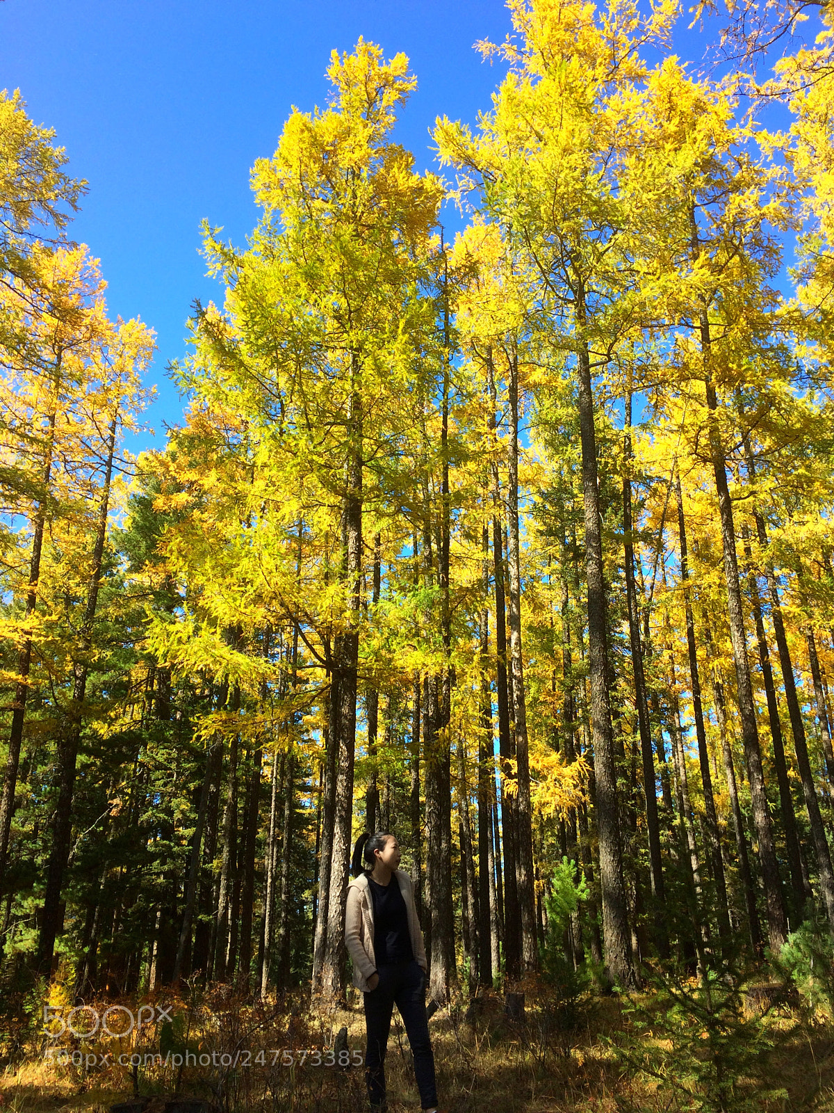 Apple iPhone 5s sample photo. Mongolia in autumn photography