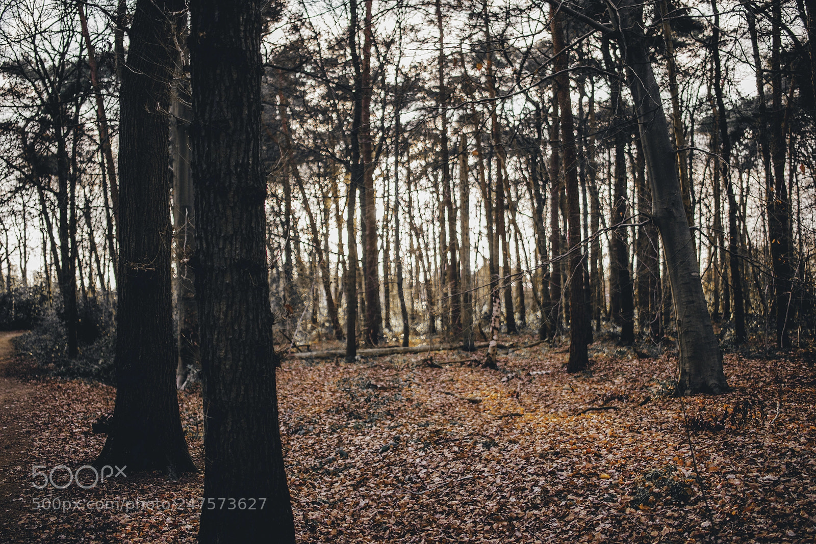 Nikon D610 sample photo. Forrest during golden hour photography