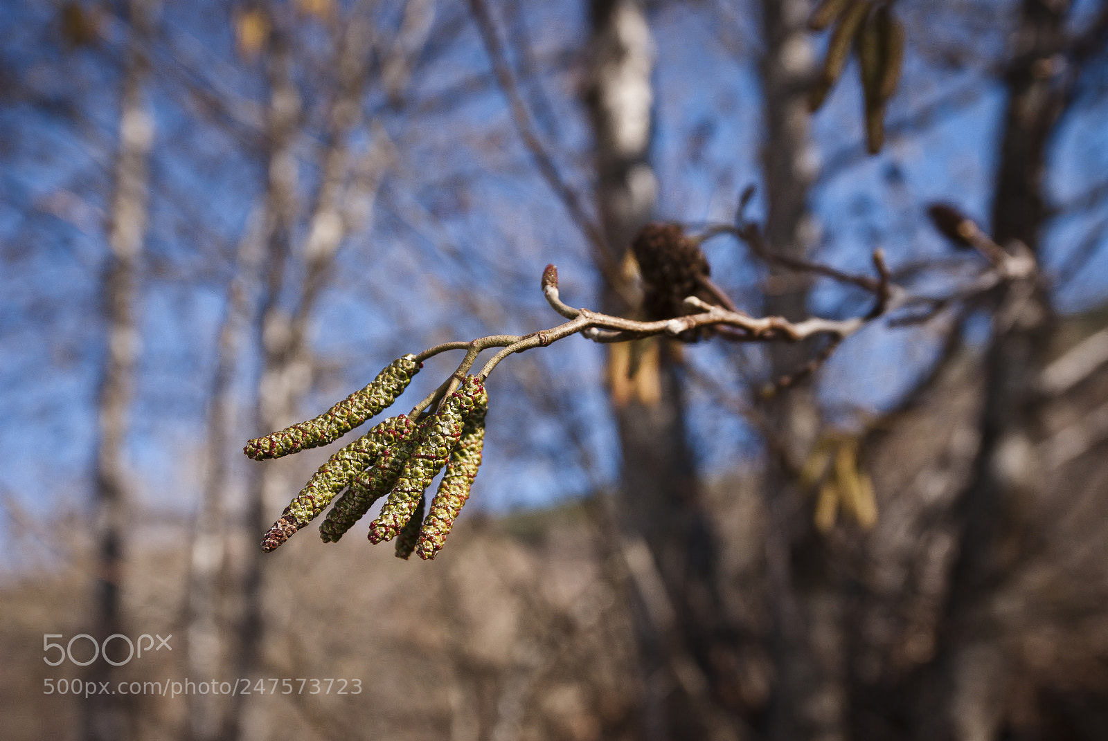 Nikon D80 sample photo. Nature is waking up photography