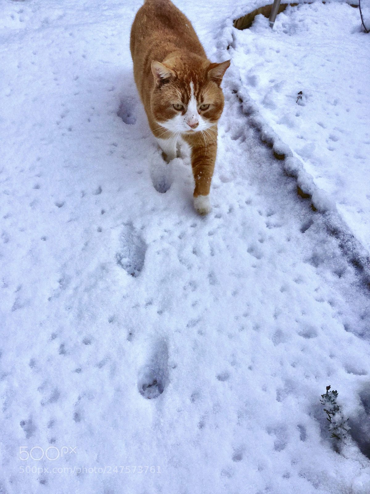 Apple iPad Air 2 sample photo. Ginger cat walking in photography