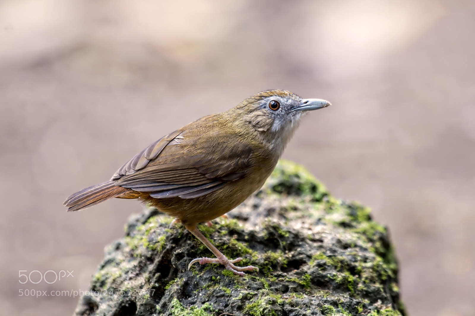 Nikon D4 sample photo. Abbot's babbler photography