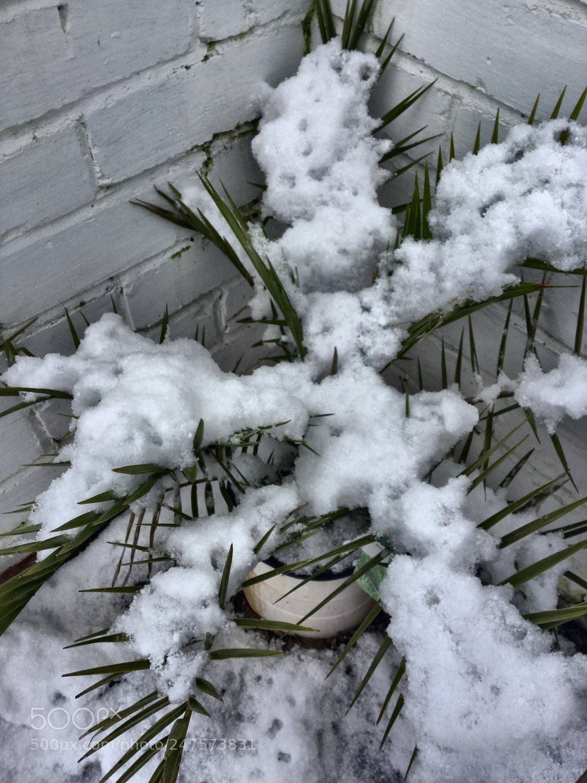 Apple iPad Air 2 sample photo. Plant covered in snow photography