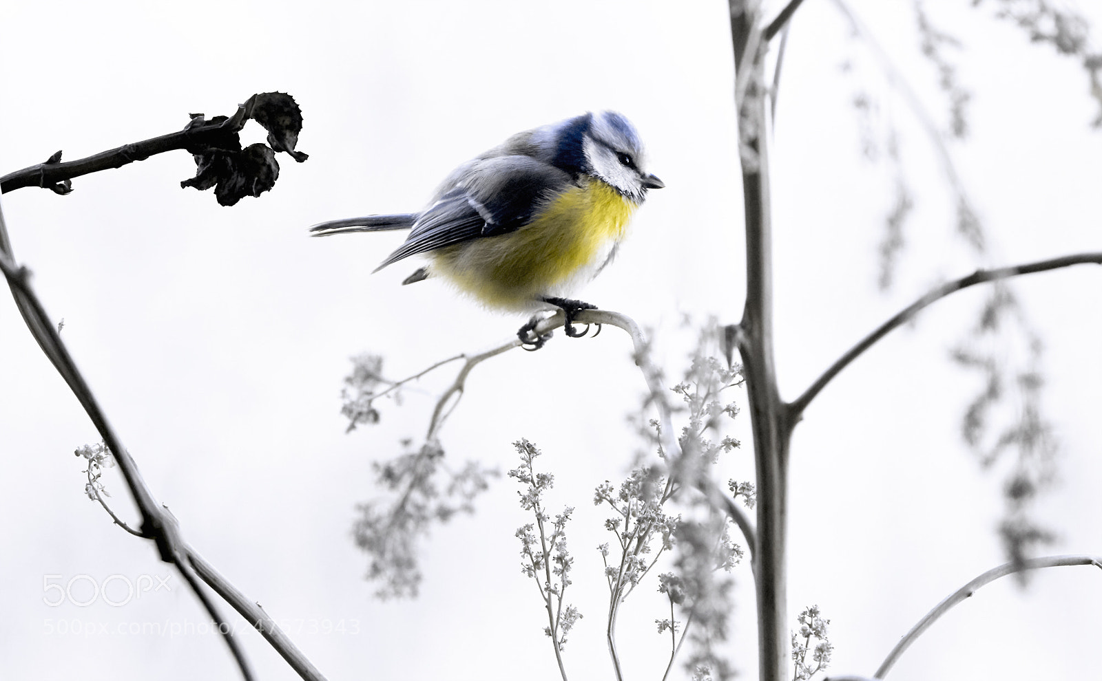Canon EOS 7D Mark II sample photo. Cold photography