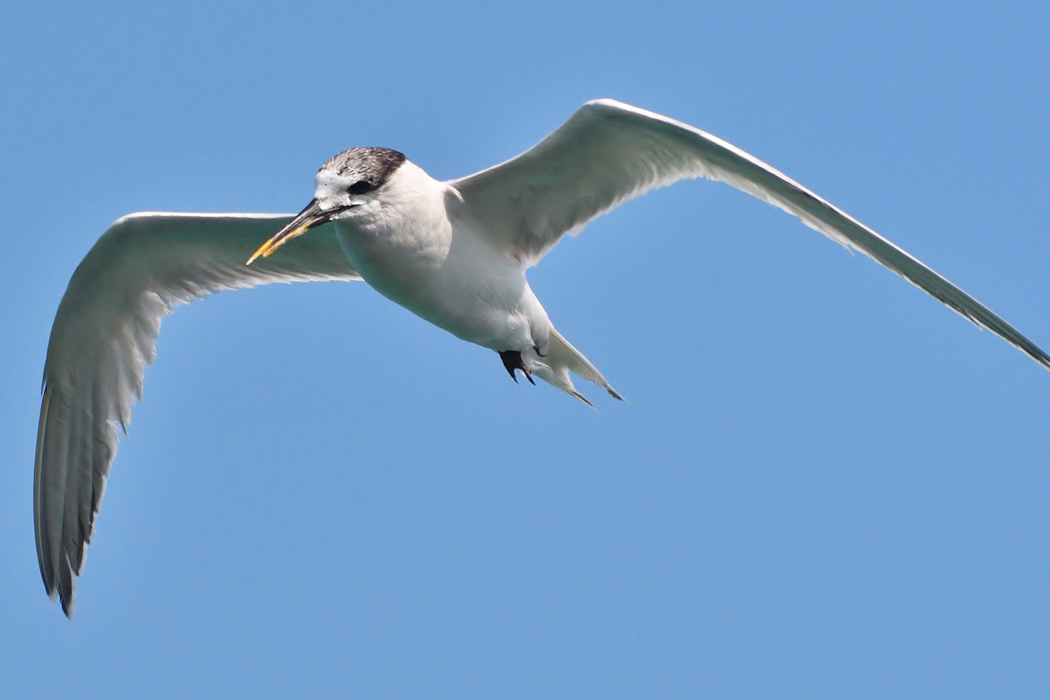 Nikon D500 sample photo. Tern bird photography