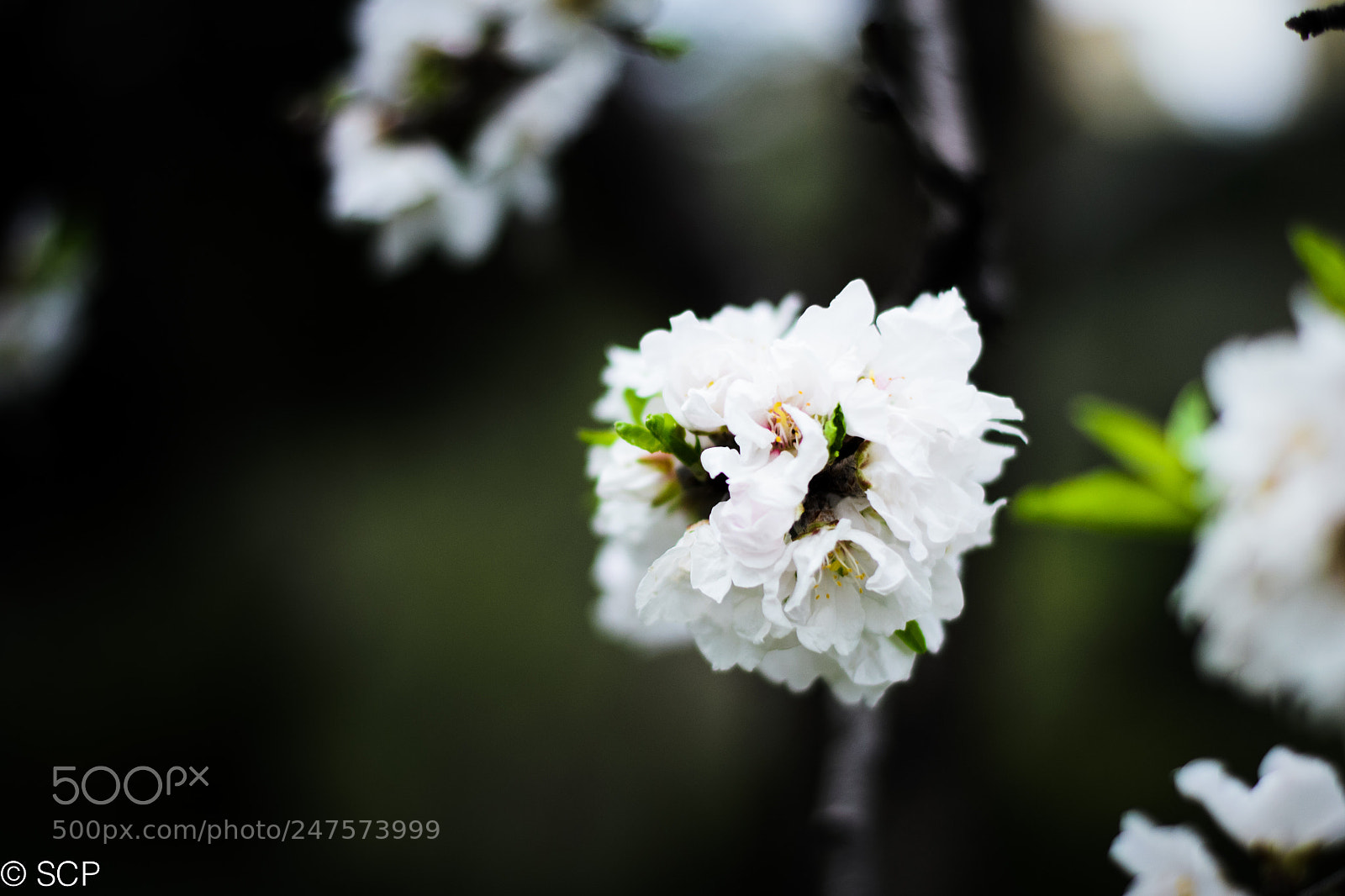 Nikon D3100 sample photo. Ikaria spring photography