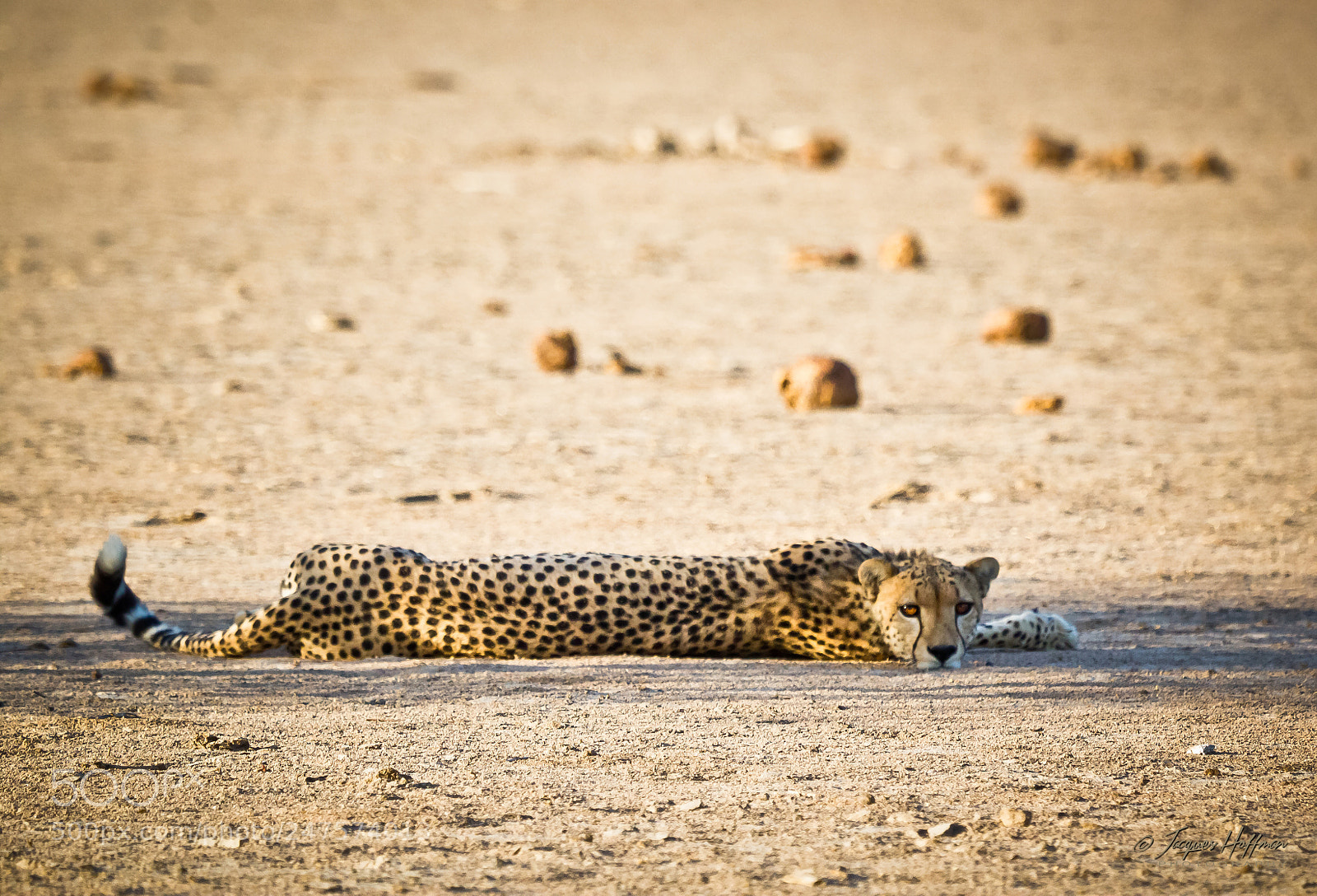 Canon EOS 600D (Rebel EOS T3i / EOS Kiss X5) sample photo. Ruaha cheetah photography