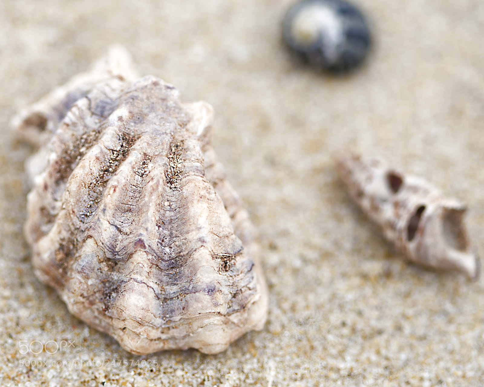 Canon EOS 6D Mark II sample photo. Shell collection photography