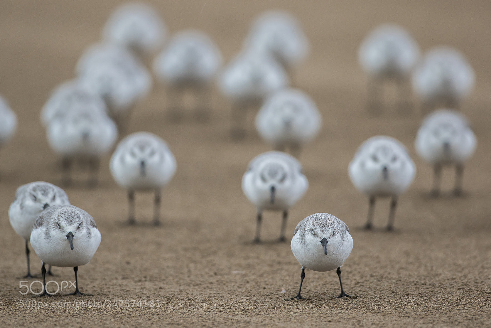 Canon EOS 7D Mark II sample photo. Stop ! (sandling) photography