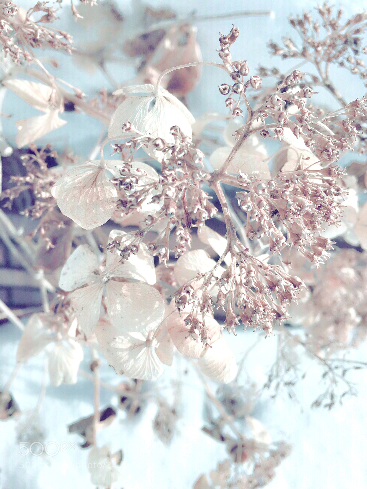 Apple iPhone 6 sample photo. Hydrangea ͙❁˚:*:・゜ photography