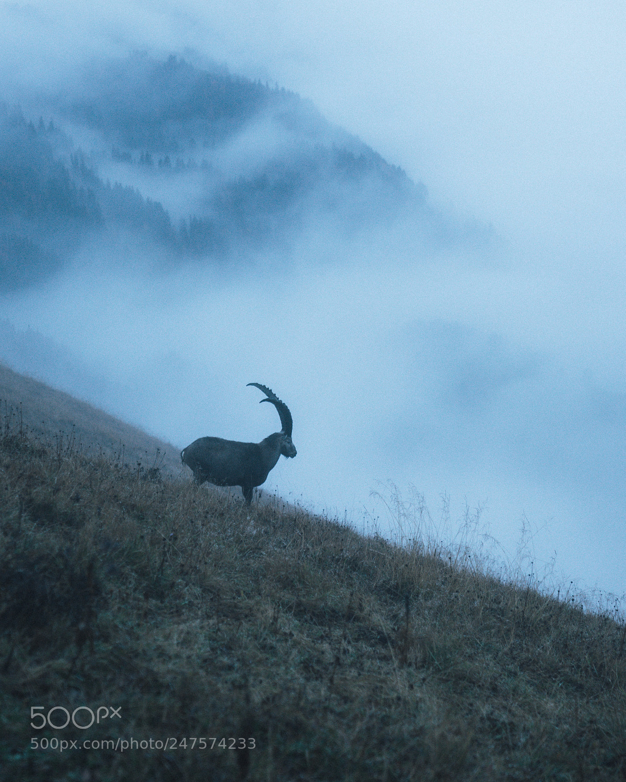 Sony a7 sample photo. King of the alps photography