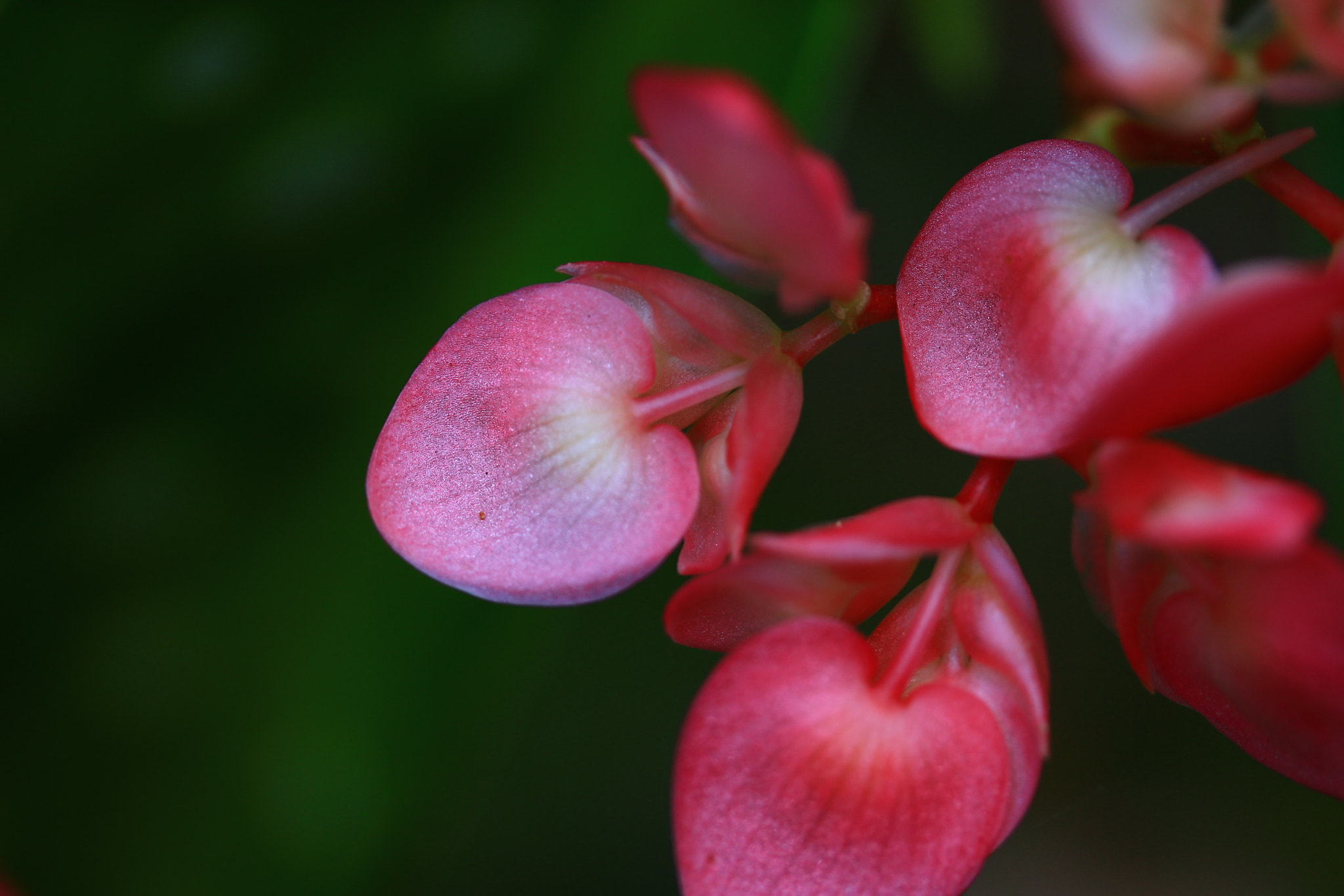 Canon EF-S 60mm F2.8 Macro USM sample photo. Pink leaves photography