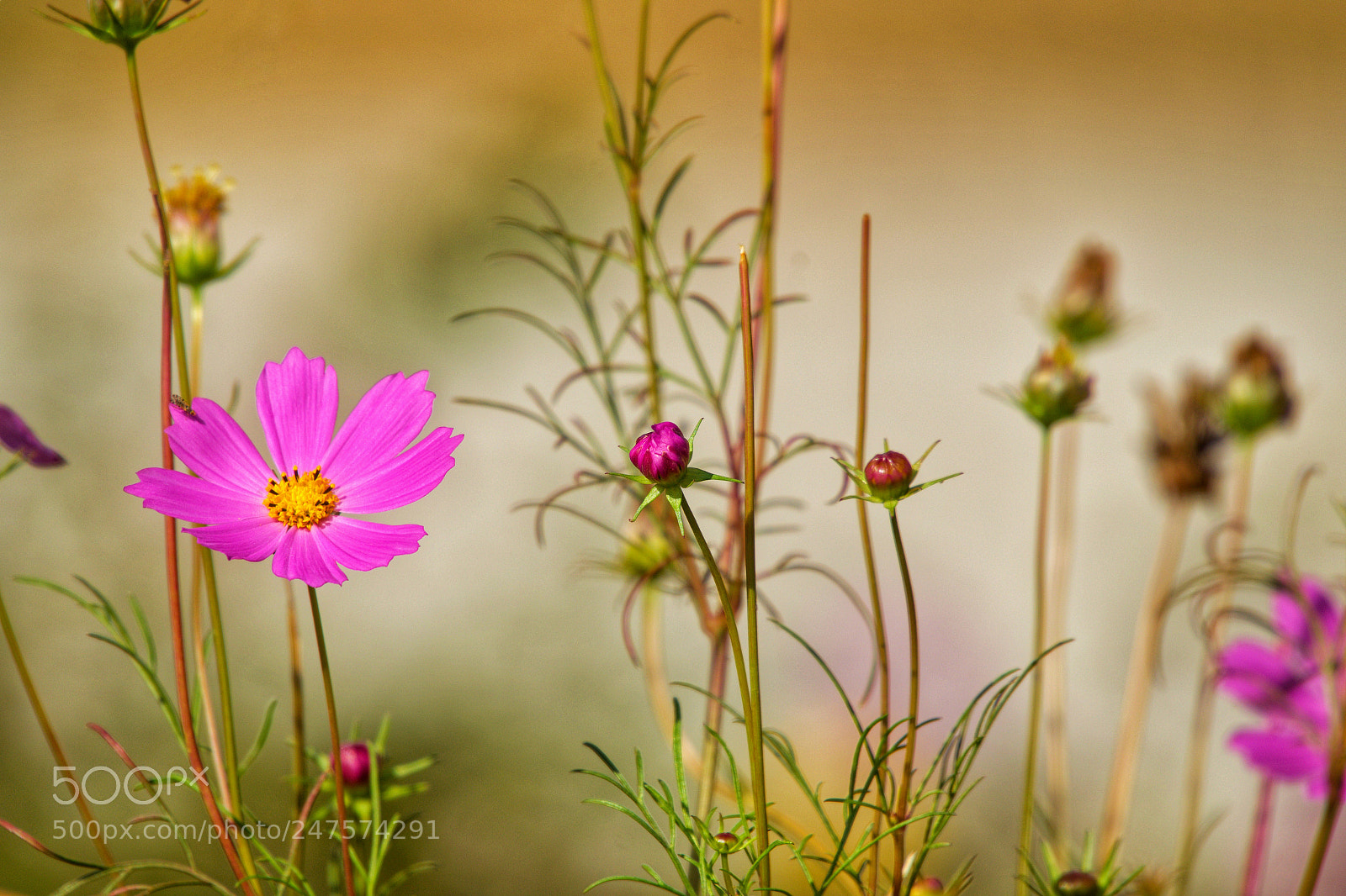 Pentax K-S2 sample photo. Buds, flower and bee photography