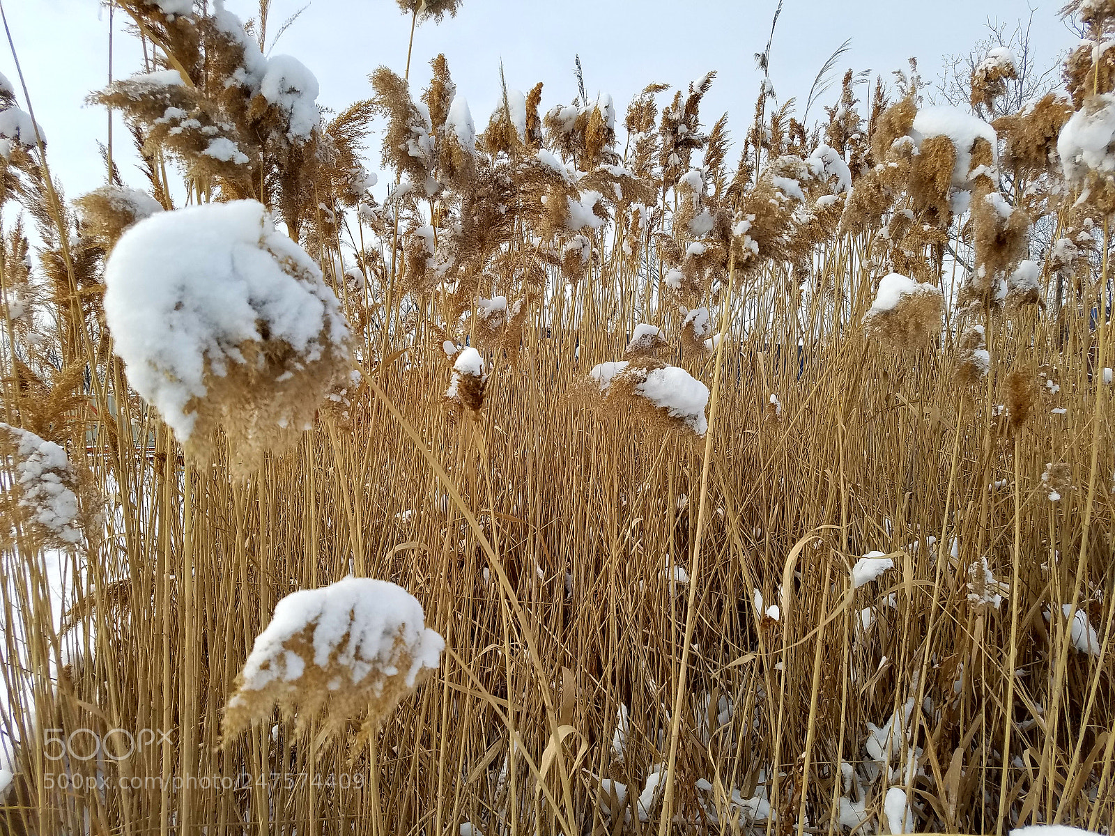 Samsung Galaxy S7 sample photo. Grass whit snow photography