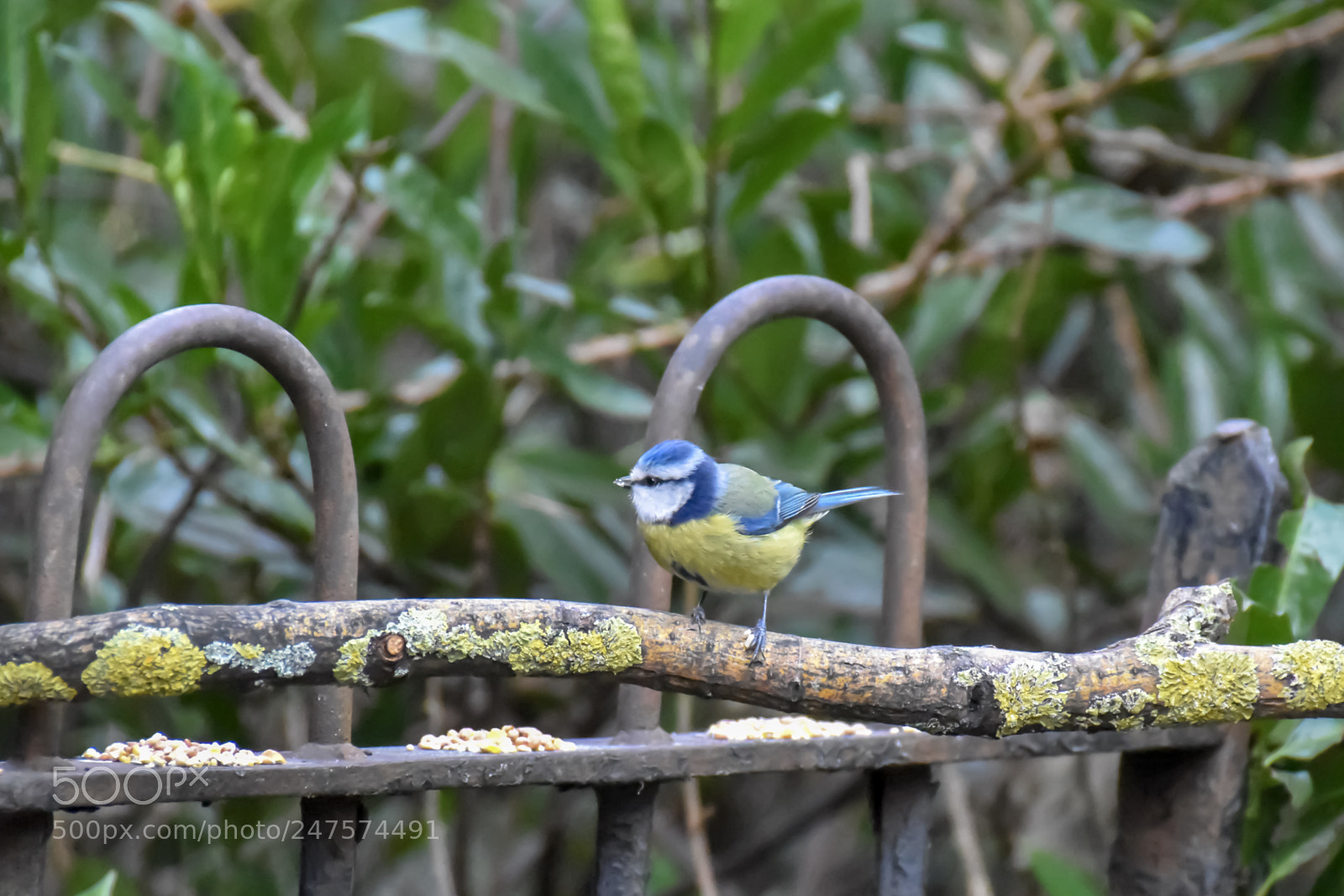 Nikon D5500 sample photo. Tiny blue tit photography
