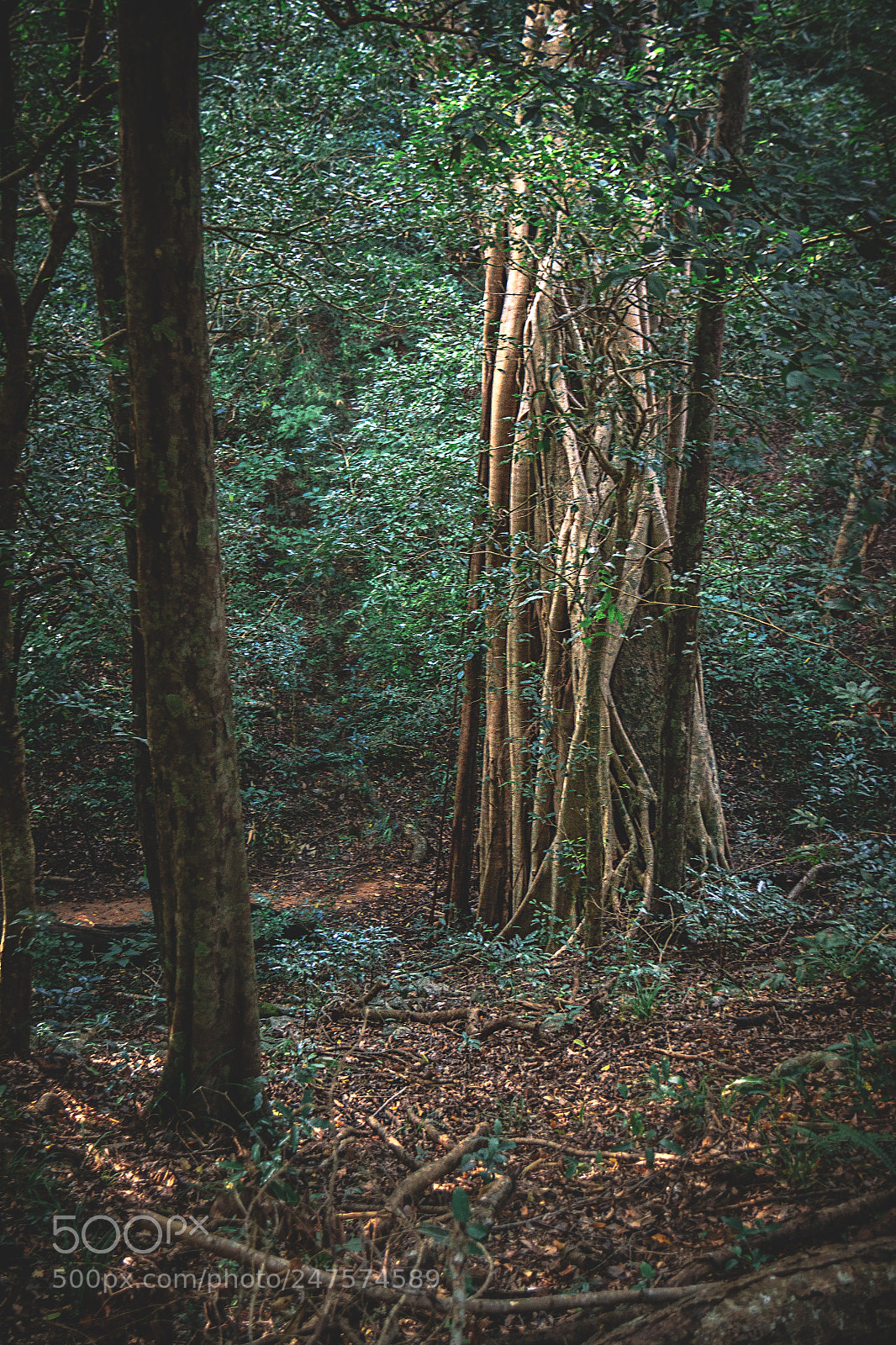 Canon EOS 600D (Rebel EOS T3i / EOS Kiss X5) sample photo. The kaludiya pokuna forest photography