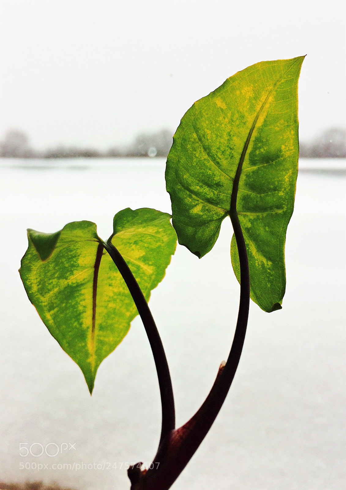 Apple iPhone 5s sample photo. In inlove winter love photography
