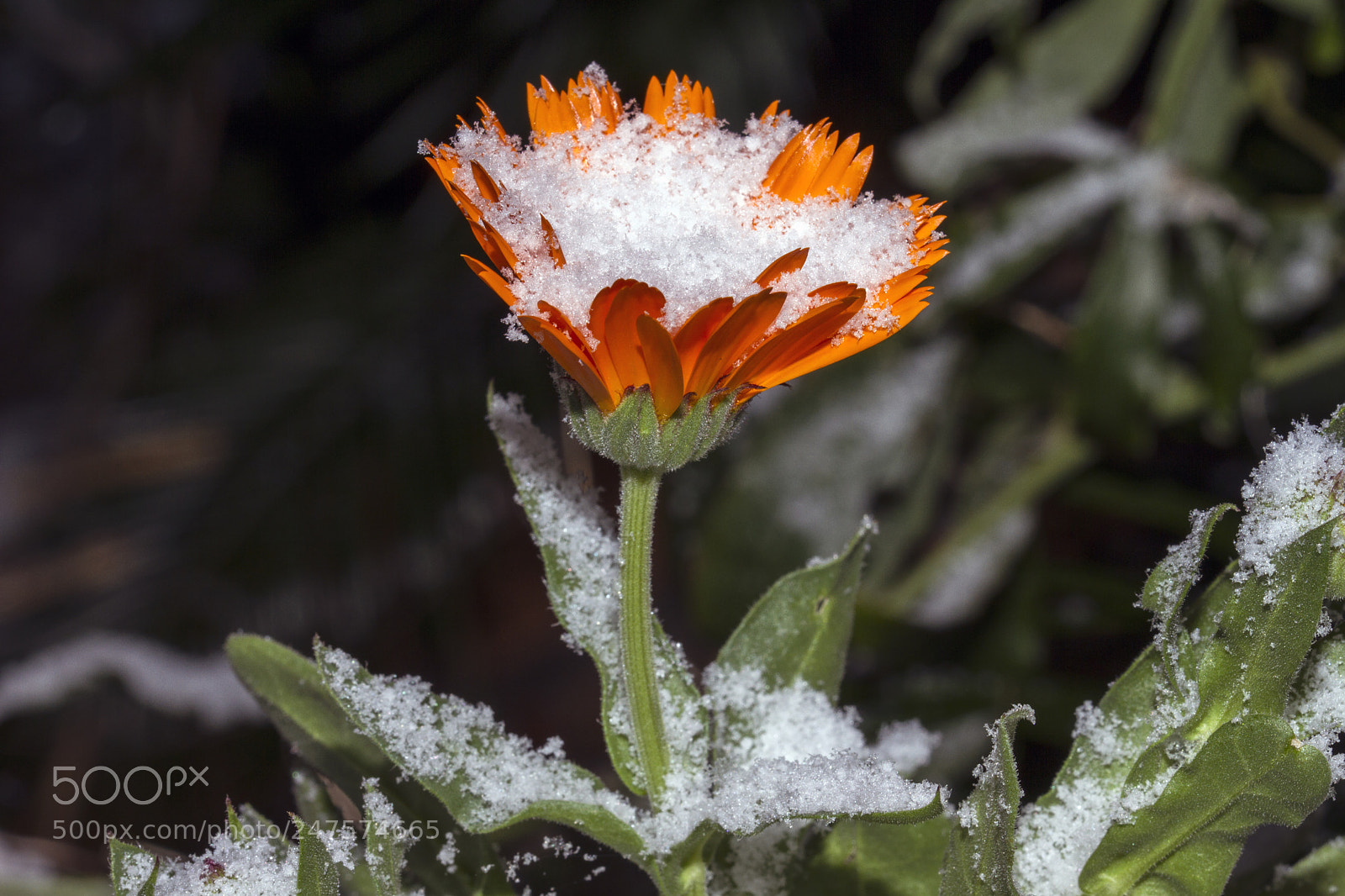 Canon EOS 7D sample photo. Margherita innevata photography