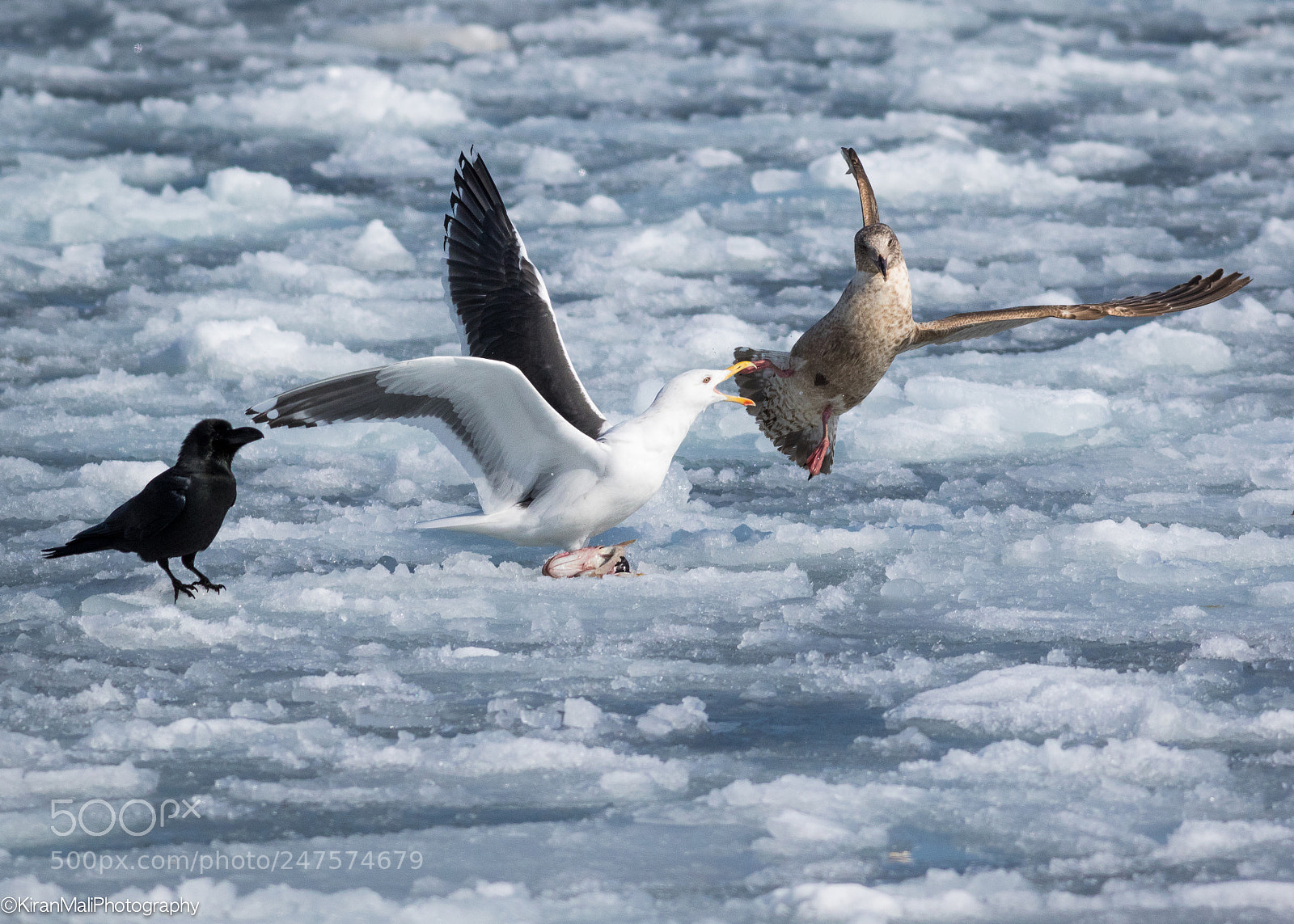 Canon EOS 7D Mark II sample photo. Drift ice drama photography