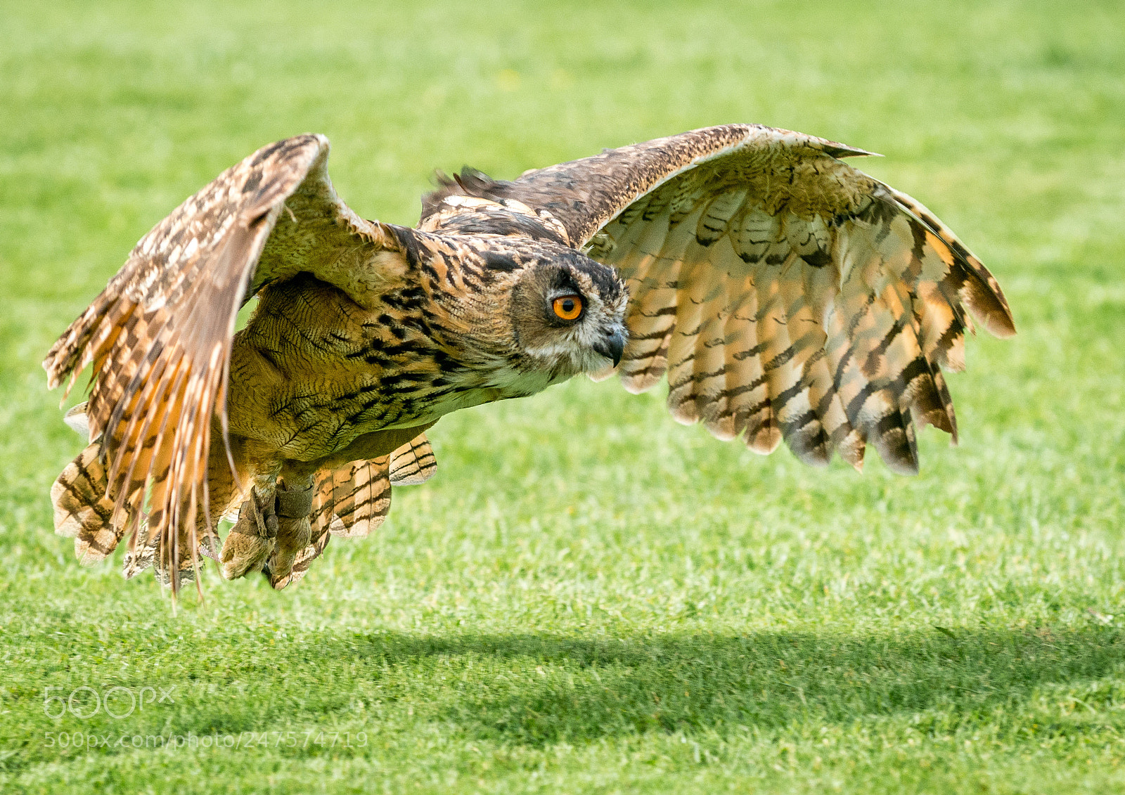 Nikon D800 sample photo. Watch out photography