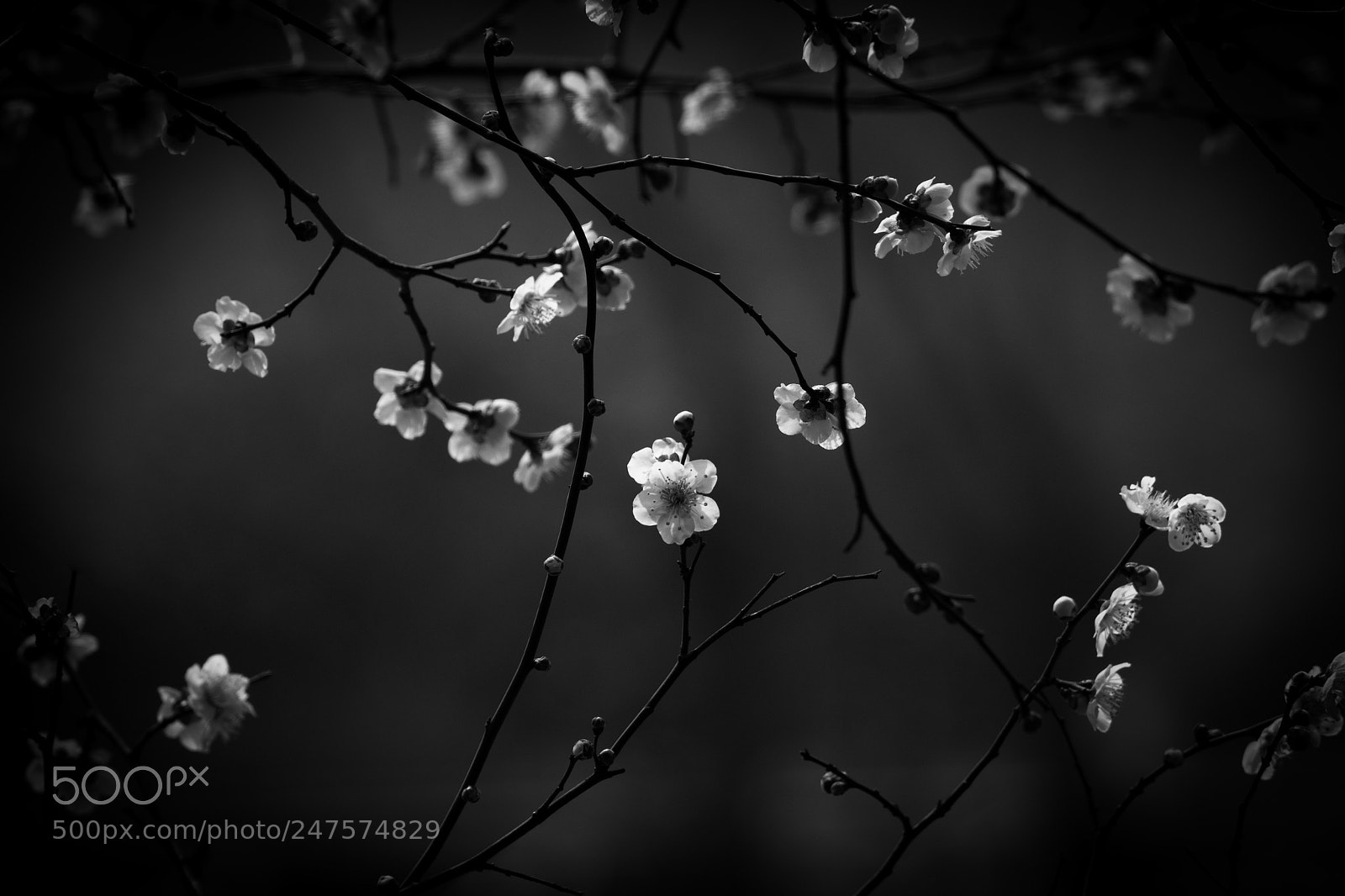 Canon EOS 80D sample photo. Plum3 photography