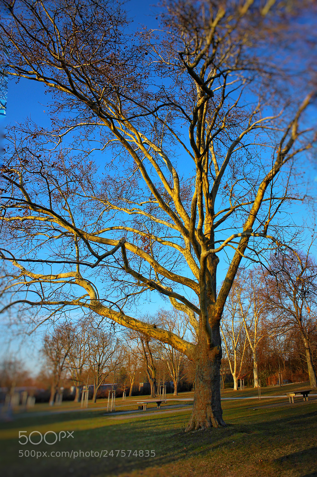 Canon EOS 600D (Rebel EOS T3i / EOS Kiss X5) sample photo. Baum im park photography