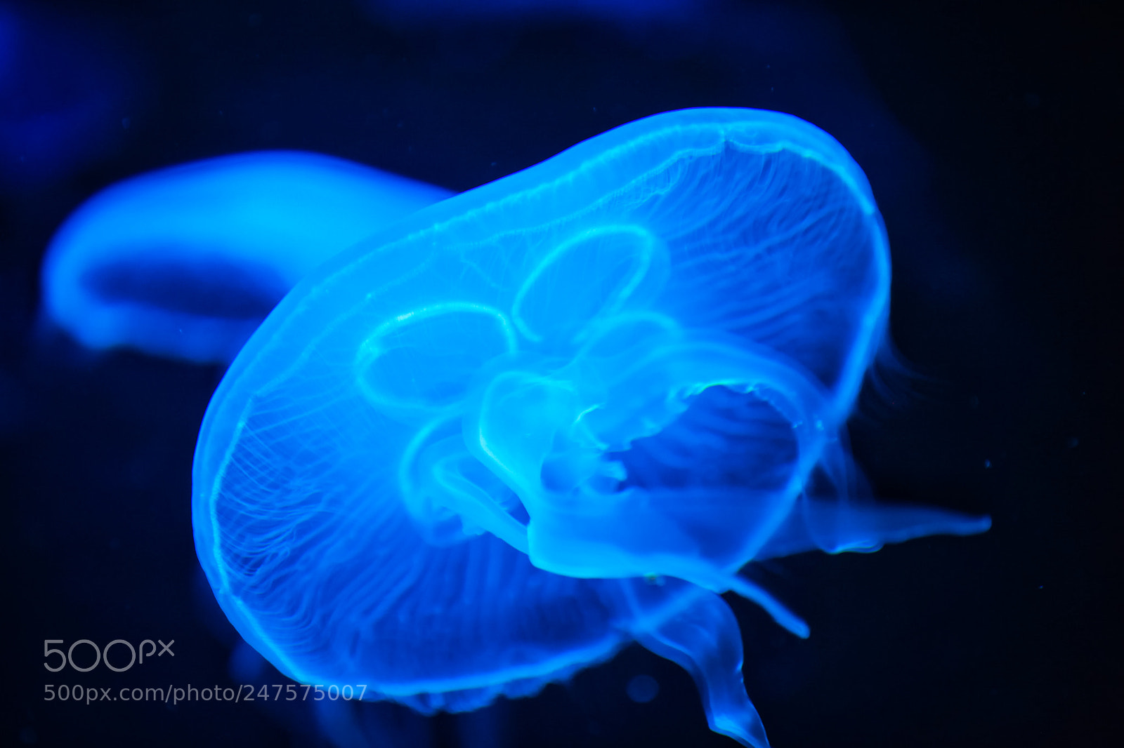 Canon EOS 5D Mark II sample photo. Moon jellyfish in blue photography