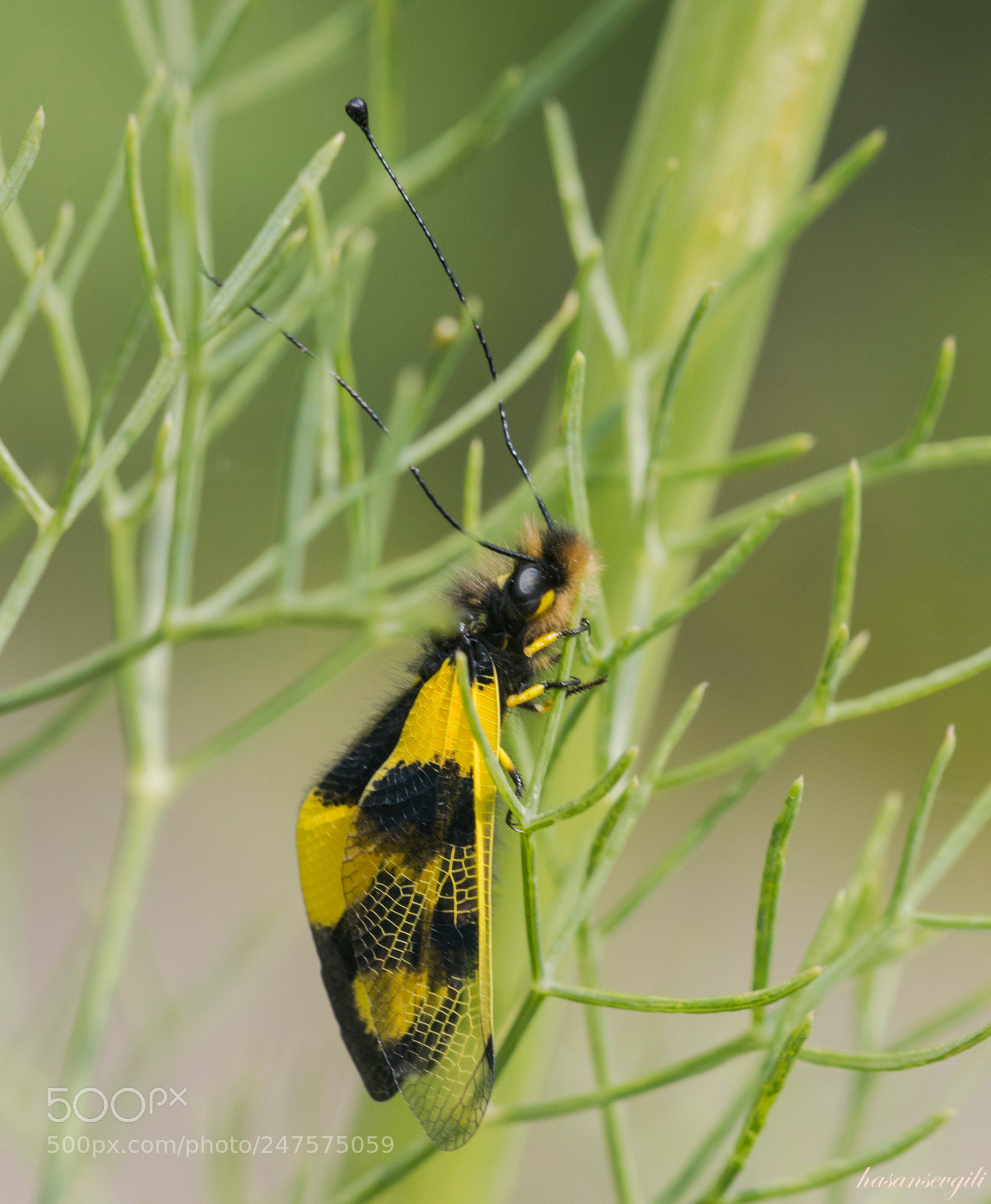 Canon EOS 7D Mark II sample photo. Yellow photography