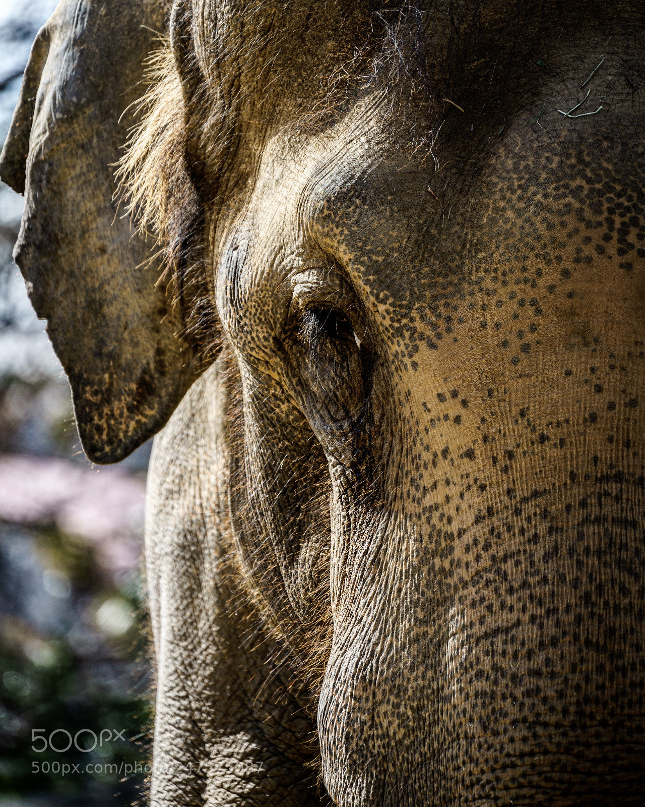 Sony a7 II sample photo. Untitled photography