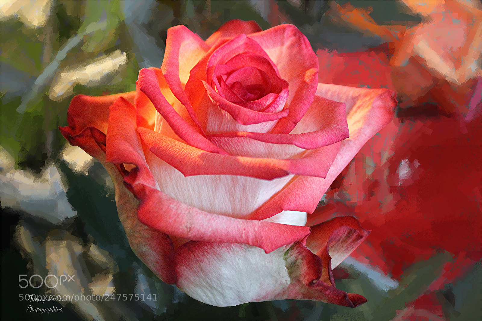 Canon EOS 600D (Rebel EOS T3i / EOS Kiss X5) sample photo. Rose photography