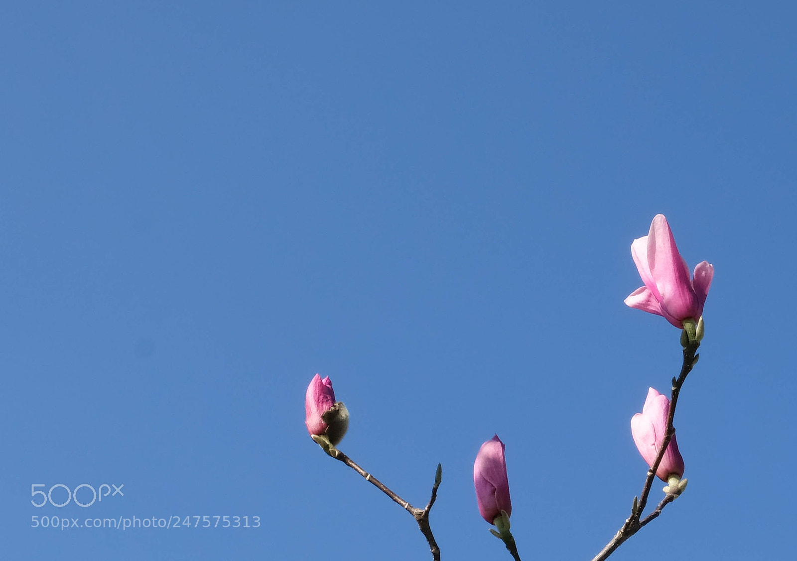 Fujifilm X-T20 sample photo. In bloom photography