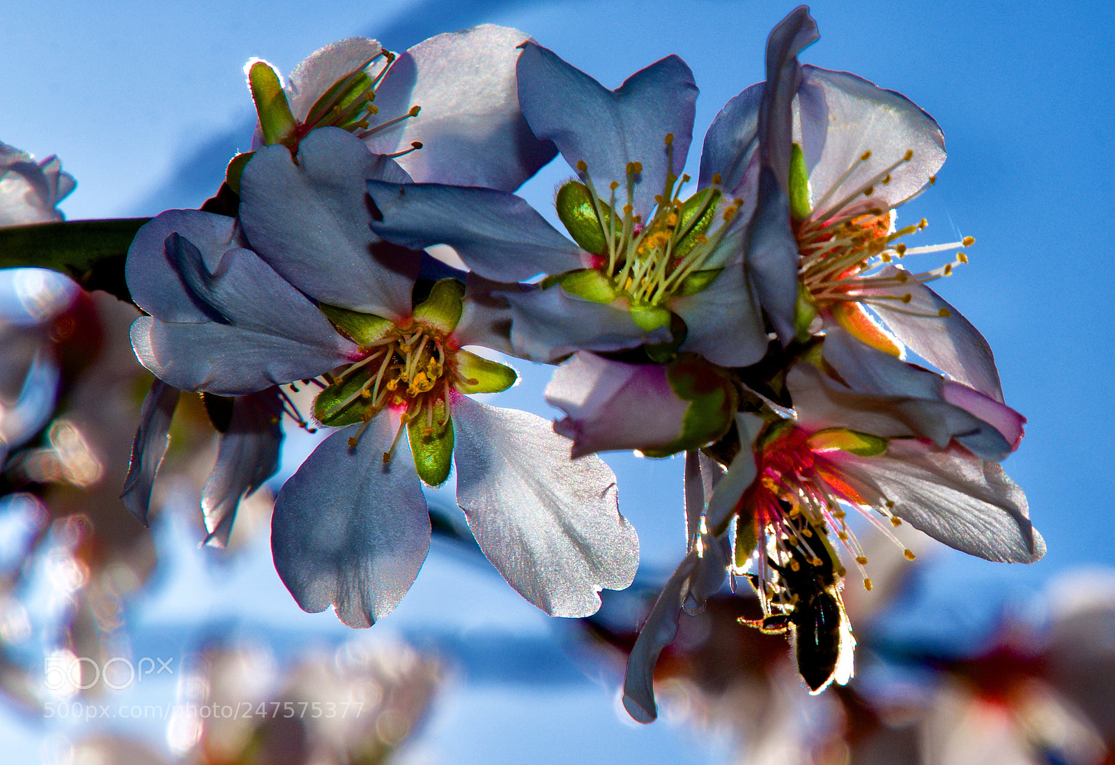 Nikon D7200 sample photo. Almendro. photography