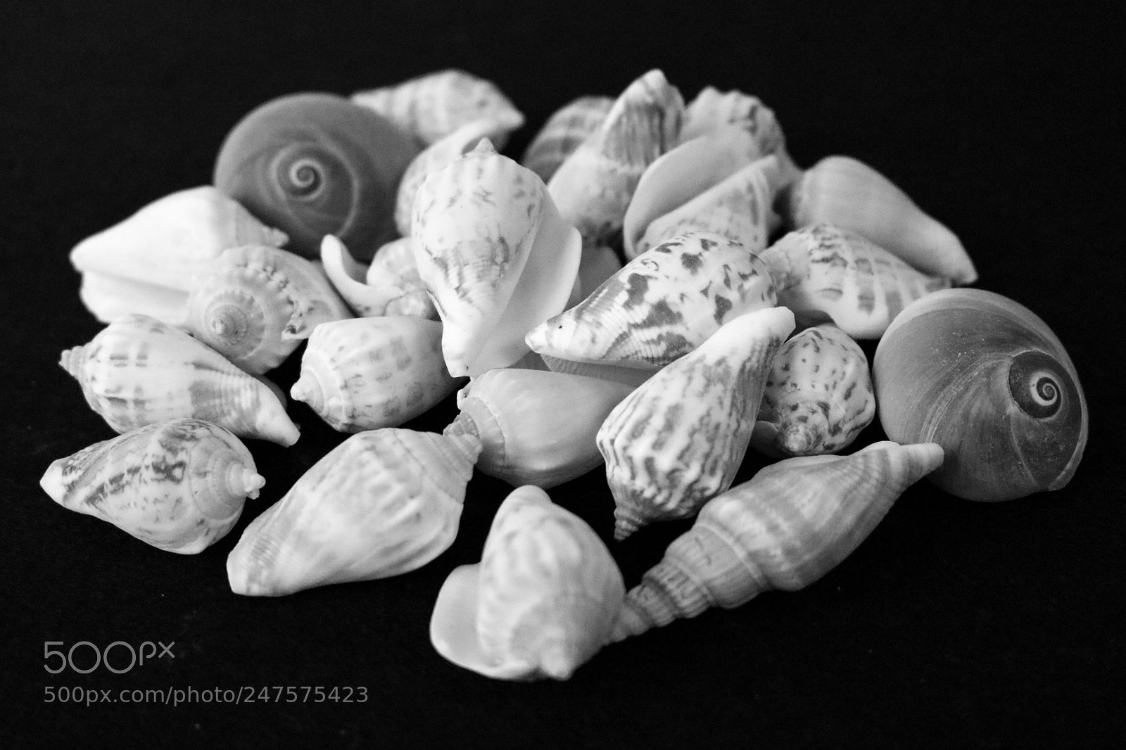Canon EOS 80D sample photo. Sea shells _ b&w photography