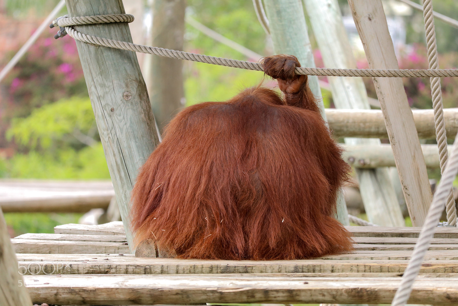 Canon EOS 80D sample photo. Orangutan 3 photography