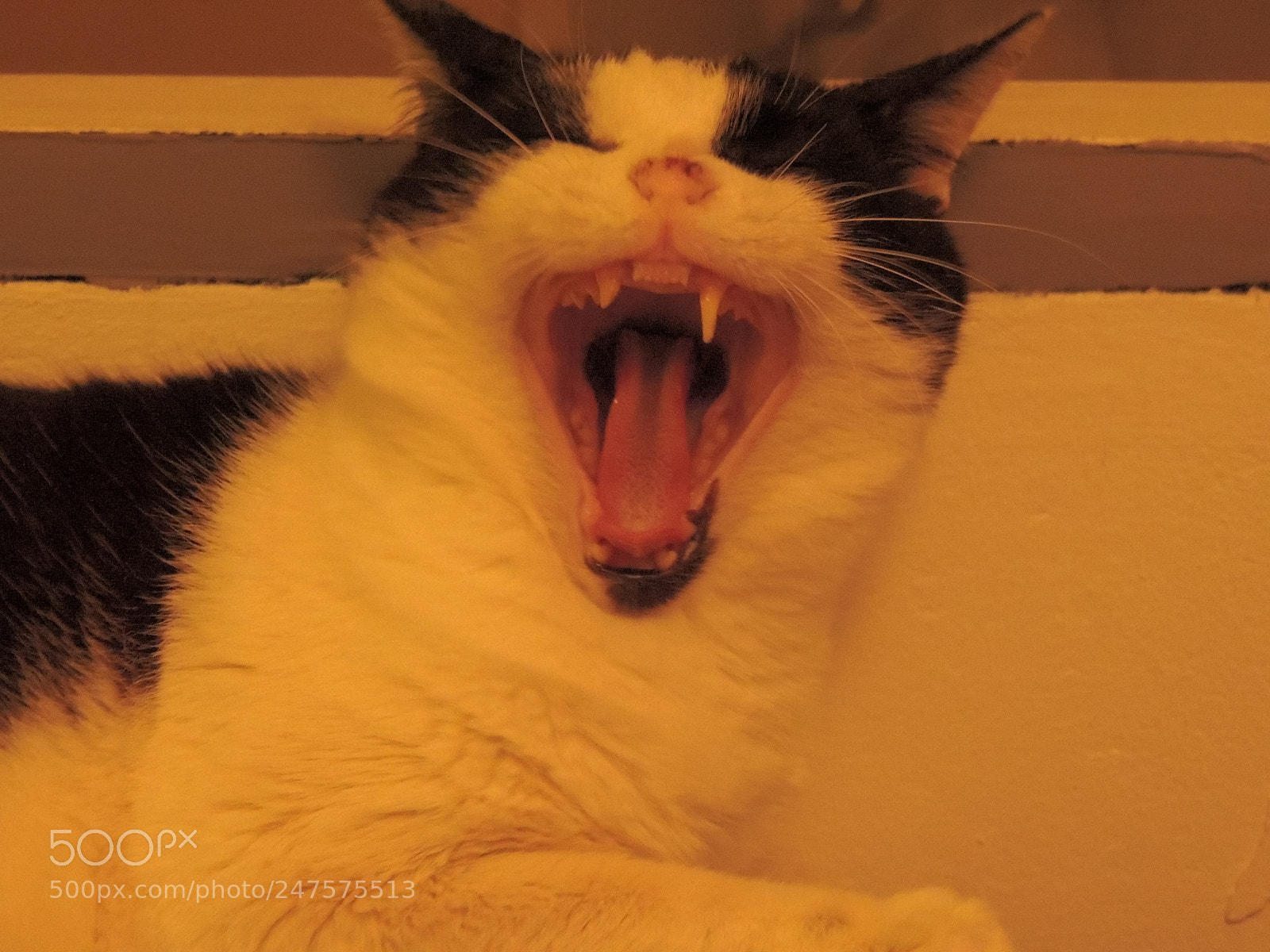 Nikon Coolpix P510 sample photo. Un chat pris sur photography