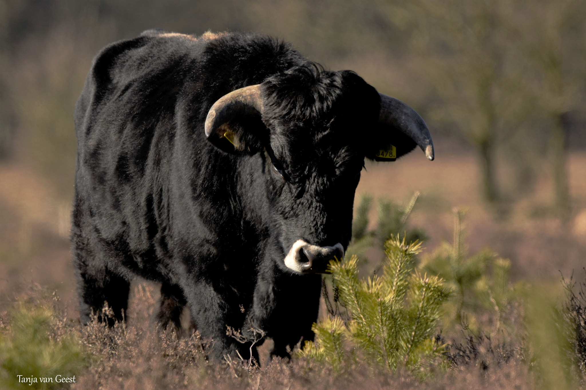 Sigma 150-600mm F5-6.3 DG OS HSM | C sample photo. Imposing big grazer photography