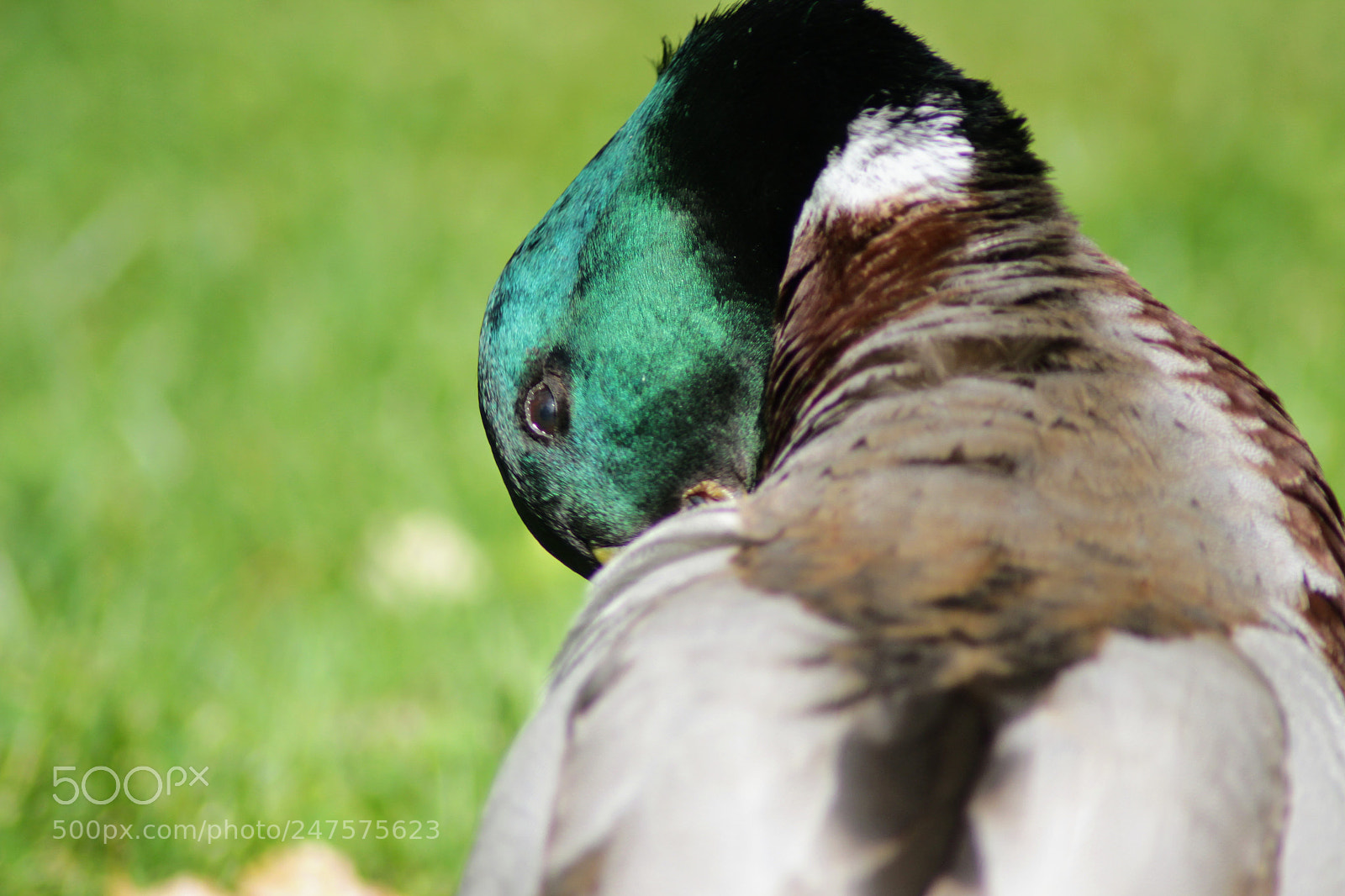 Canon EOS 600D (Rebel EOS T3i / EOS Kiss X5) sample photo. Duck photography